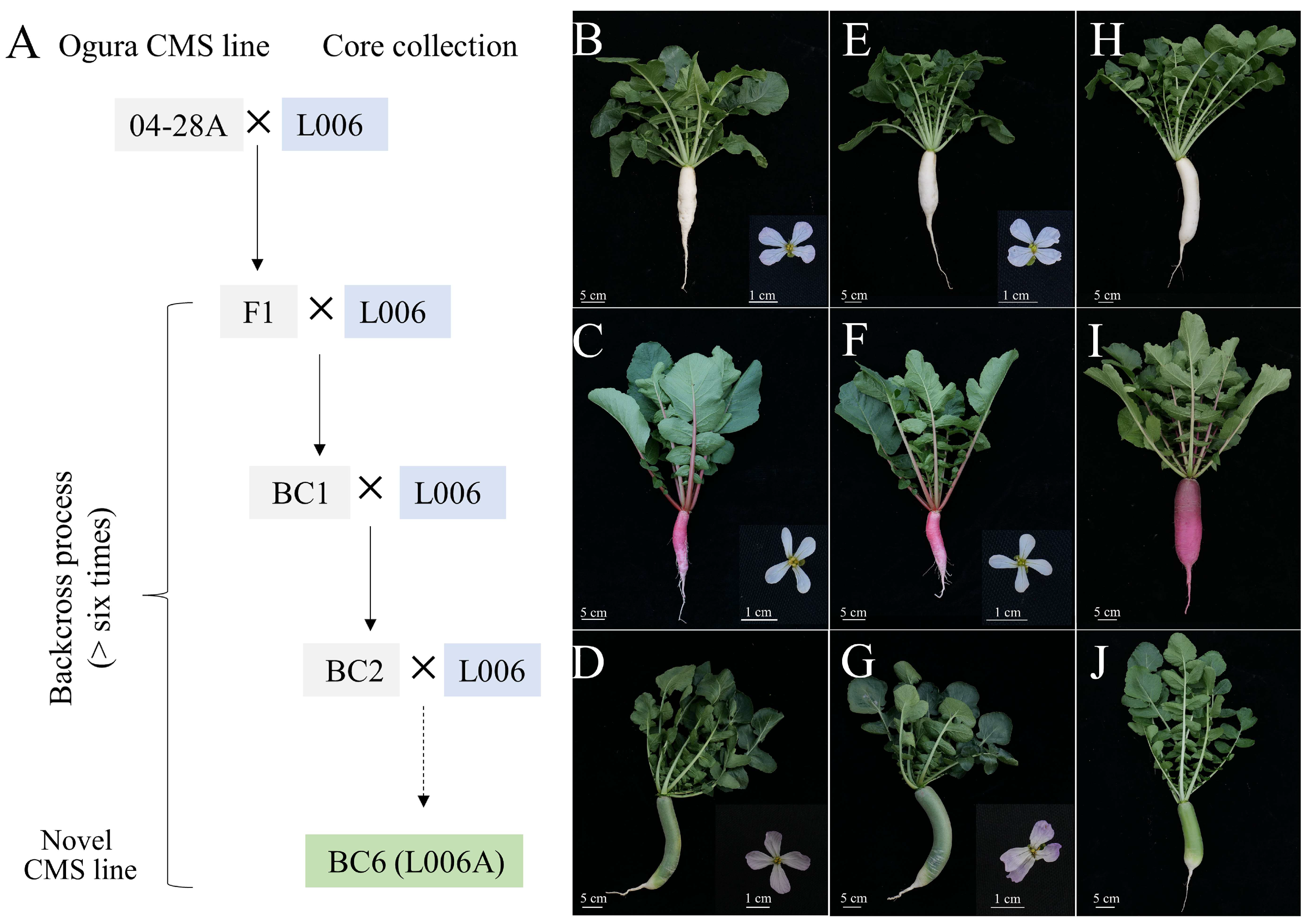 Ijms 24 02554 g005 Ijms 24 02554 g005
