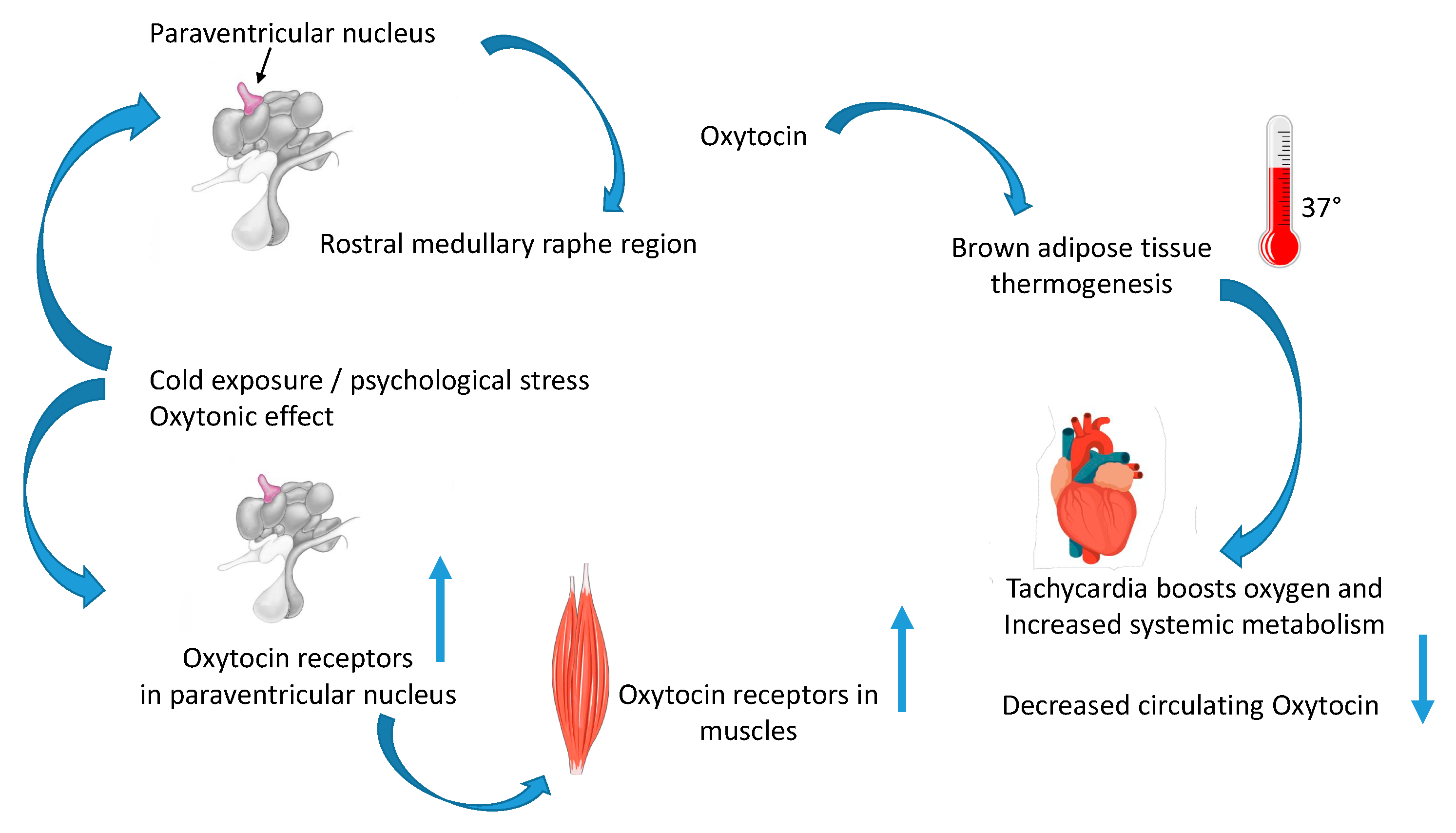 Thermogenic effects on the heart