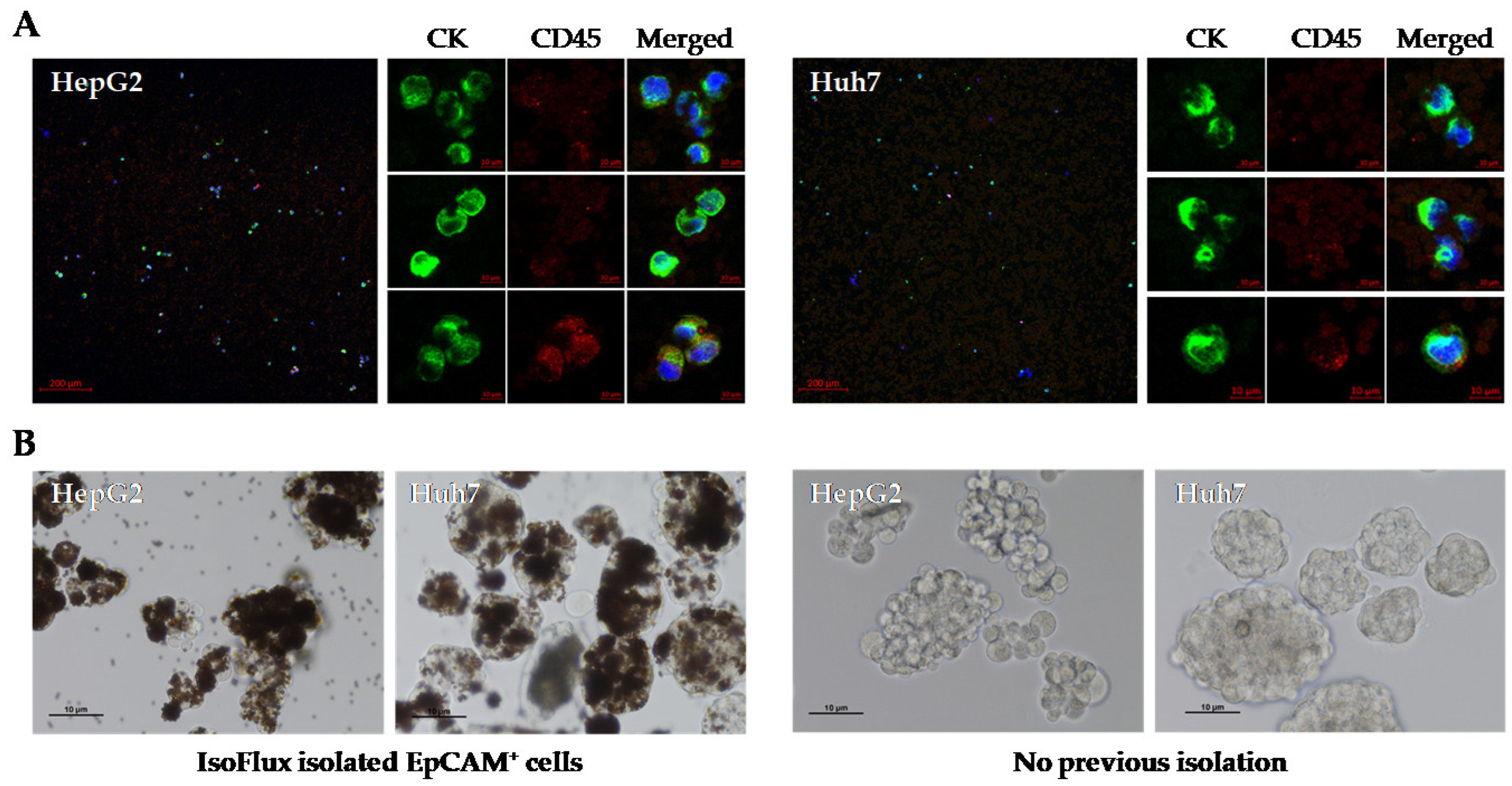 Ijms 24 02558 g003 Ijms 24 02558 g003