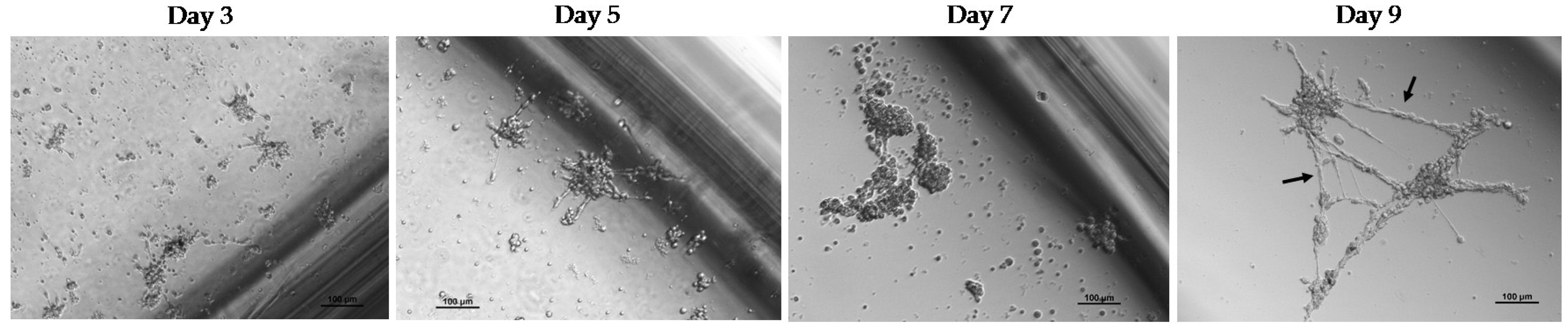 Ijms 24 02558 g004 Ijms 24 02558 g004