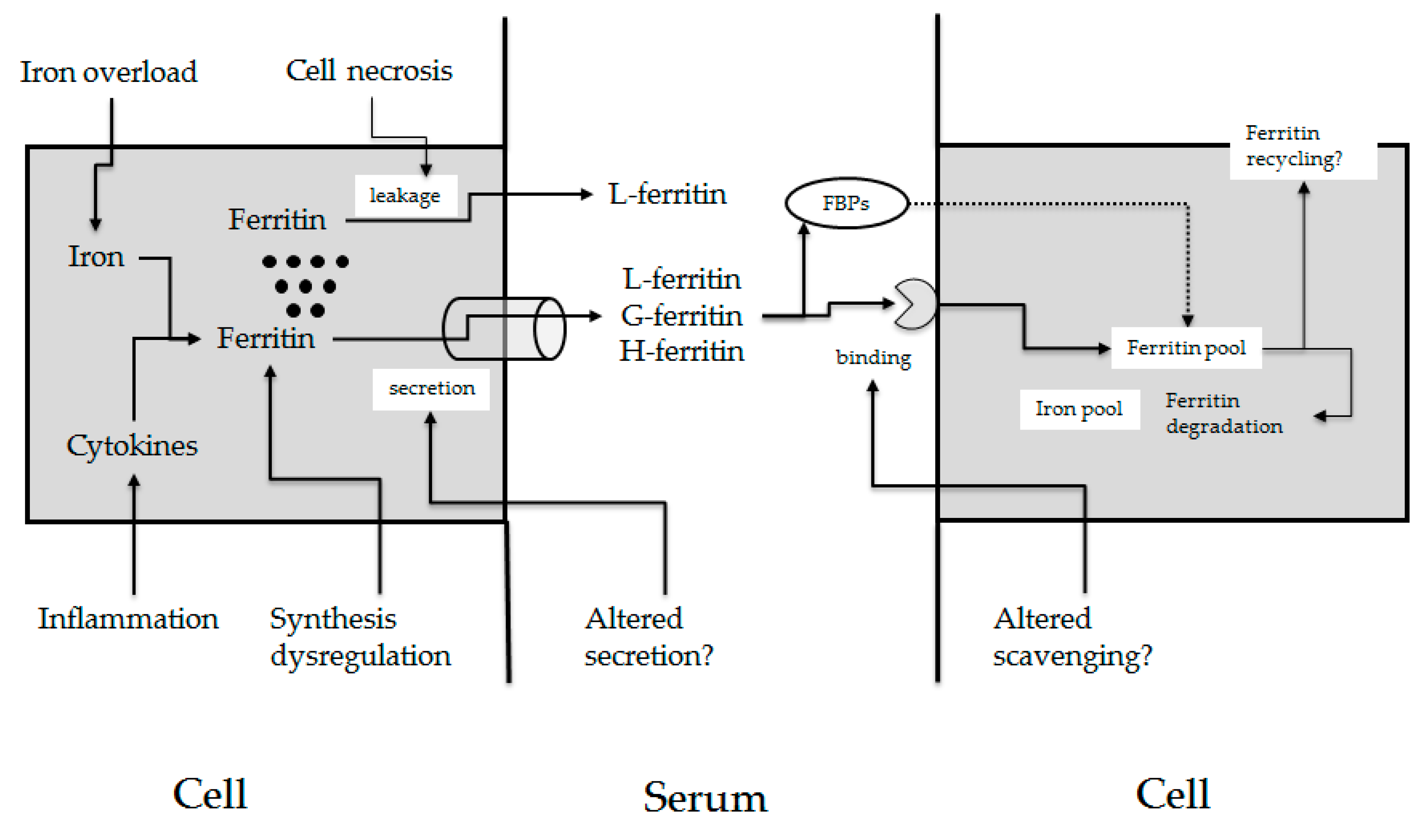 Ijms 24 02560 g001 Ijms 24 02560 g001