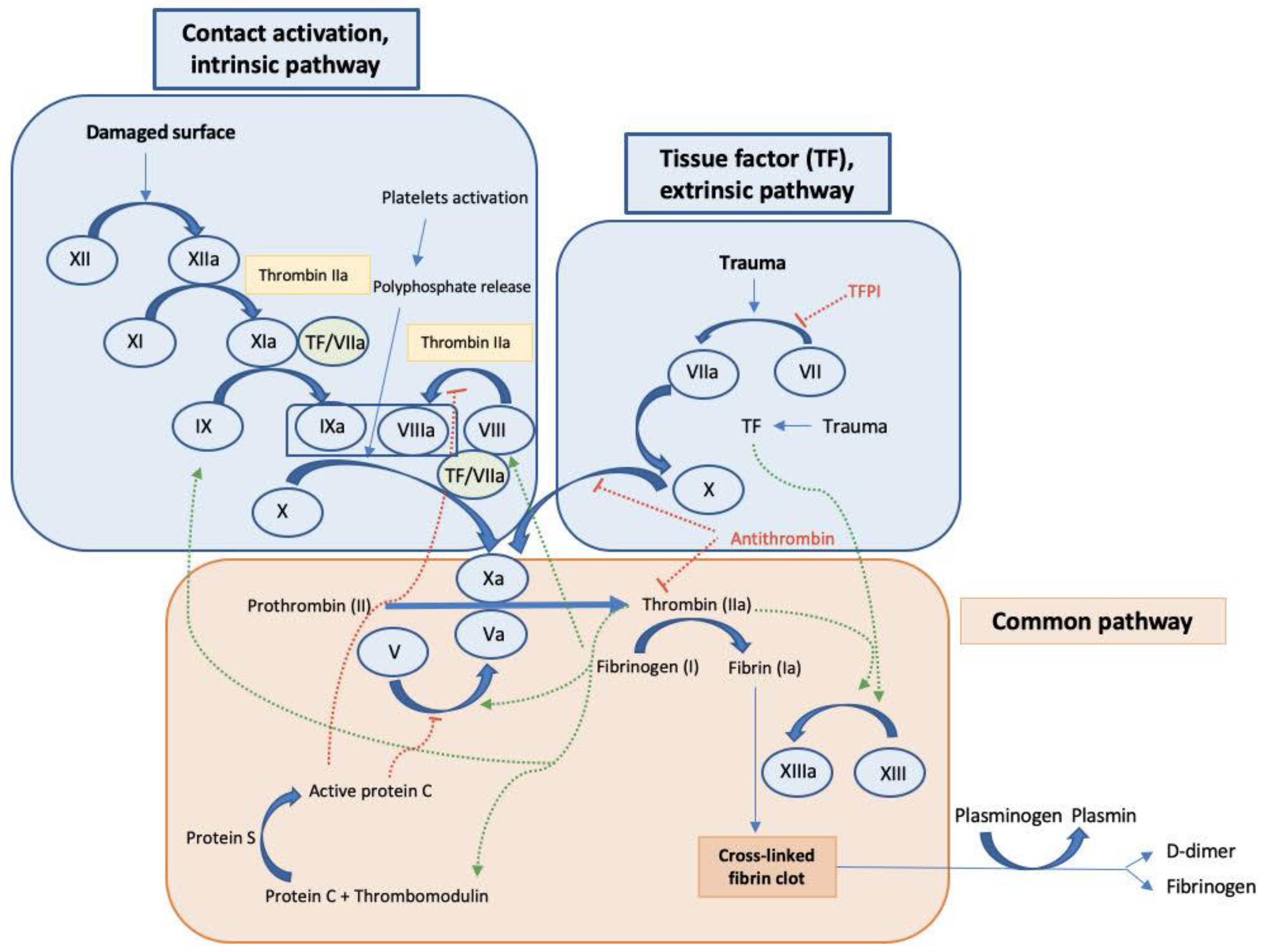 Ijms 24 02582 g001 Ijms 24 02582 g001