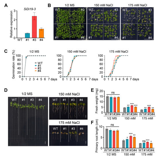saltページ Transcription Factor SiDi19-3 Enhances Salt Tolerance of