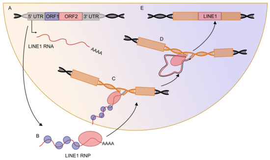 Transposable Elements Co-Option in Genome Evolution and Gene Regulation