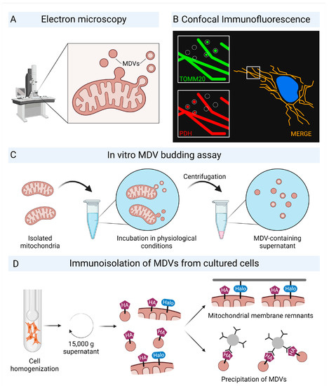 Mitochondrial-Derived Vesicles—Link to Extracellular 