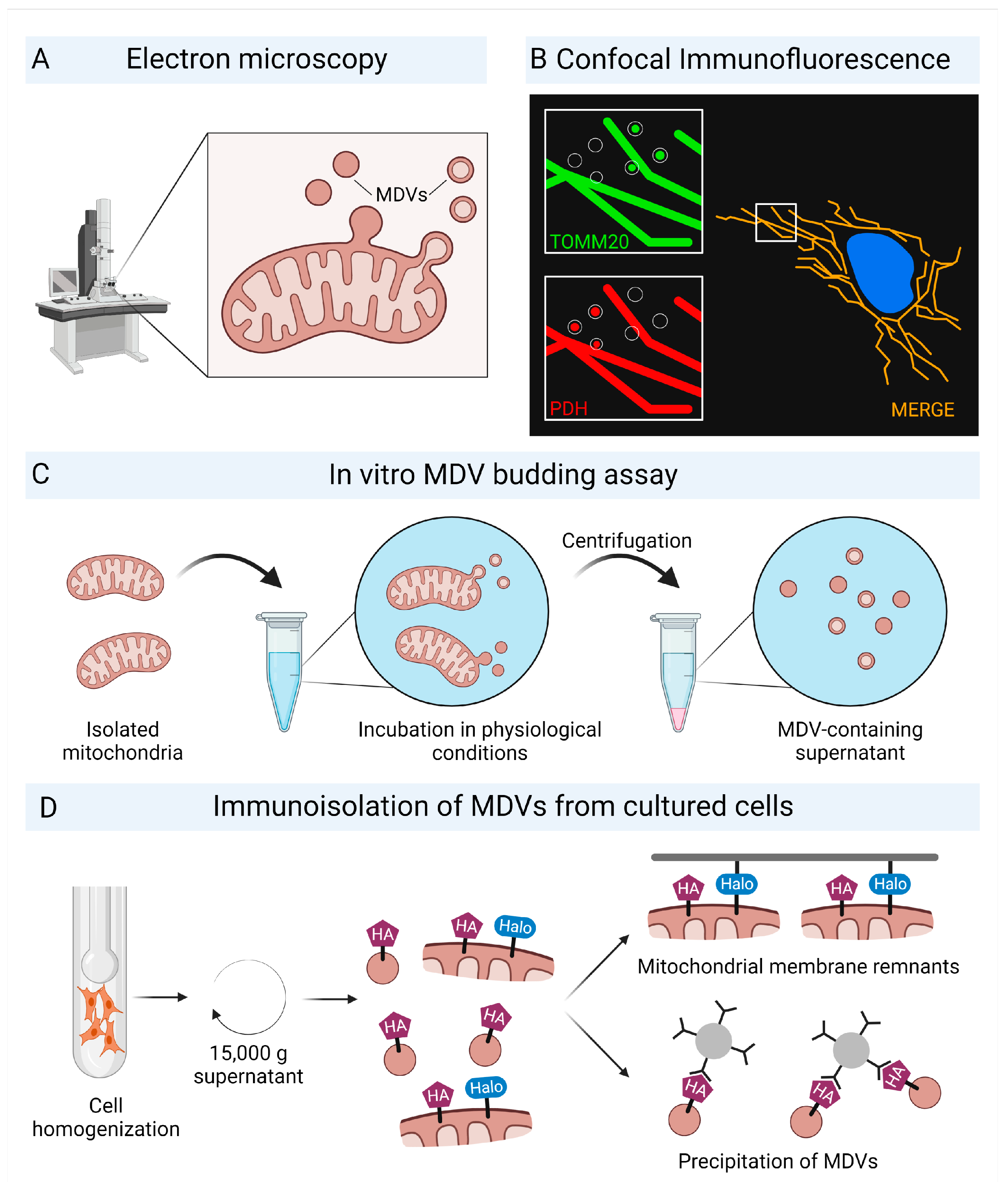 Ijms Free Full Text Mitochondrial Derived Vesicles—link To Extracellular Vesicles And