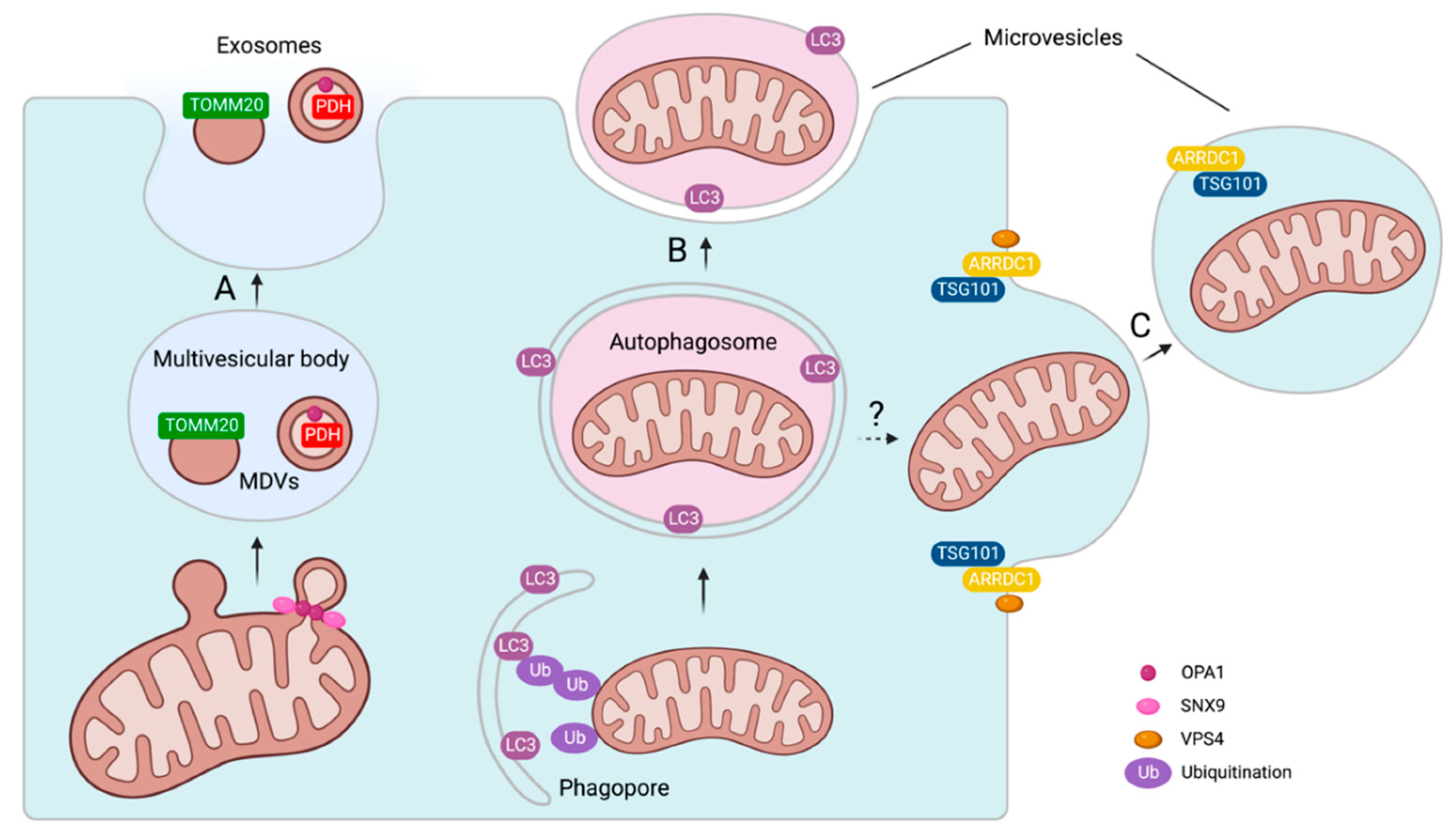 Ijms 24 02637 g003 Ijms 24 02637 g003