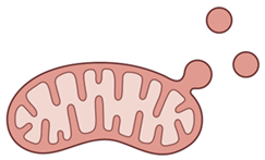 Ijms 24 02637 i001 Ijms 24 02637 i001