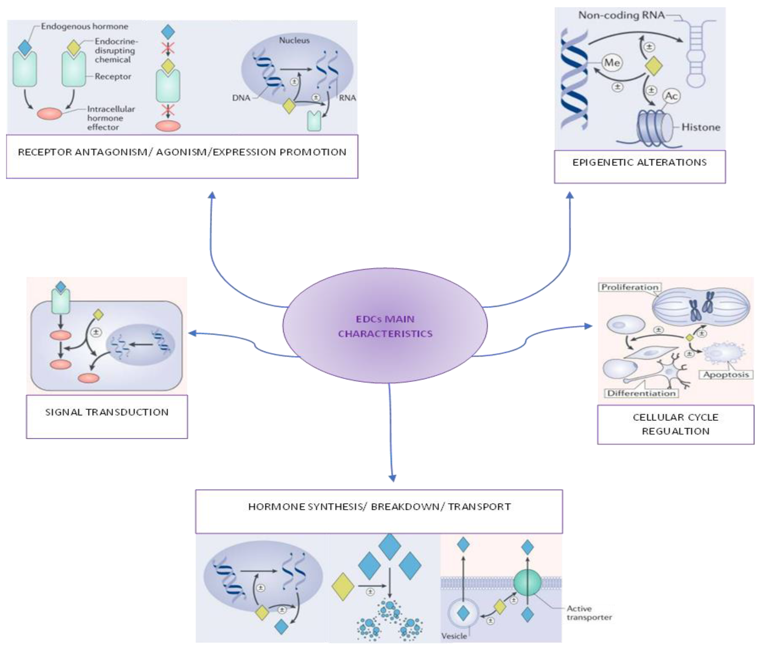 IJMS Free FullText Endocrine Disruptor Chemicals and Children’s Health