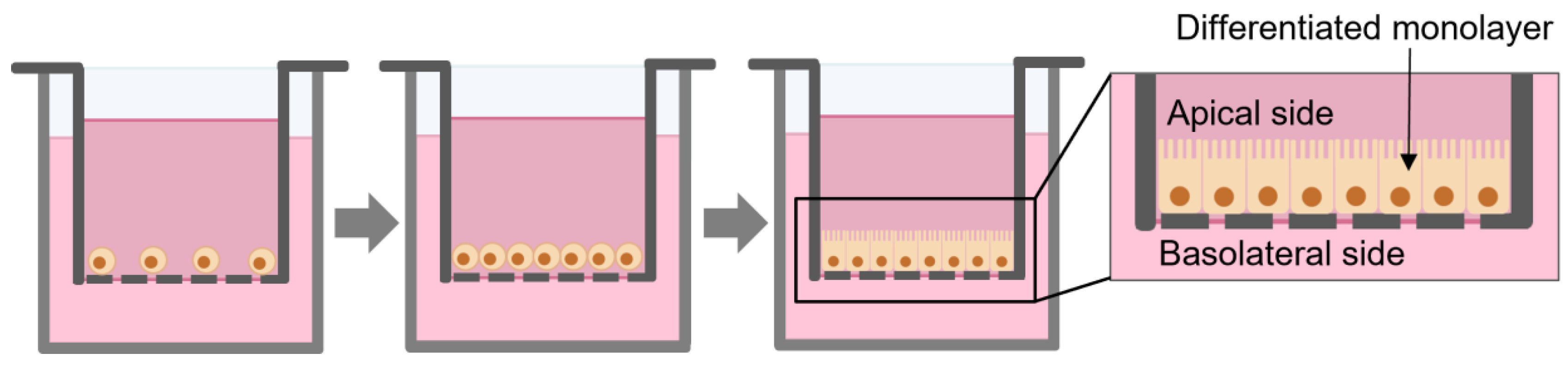 Ijms 24 02680 g001 Ijms 24 02680 g001