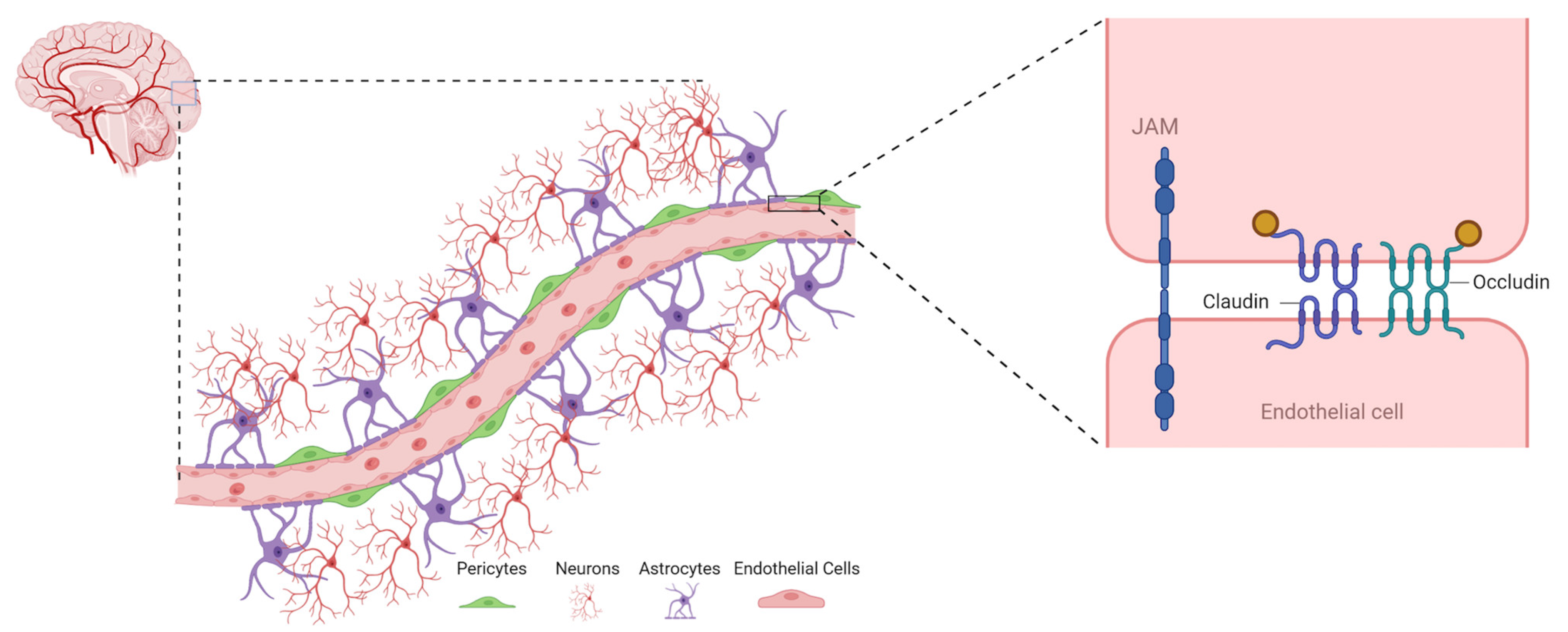 A multifaceted gradient in human cerebellum of structural and functional  development