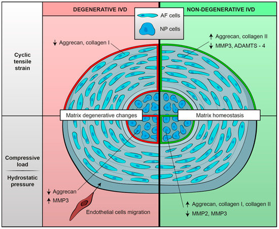 Mechanobiology of the Human Intervertebral Disc: Systematic Review of ...
