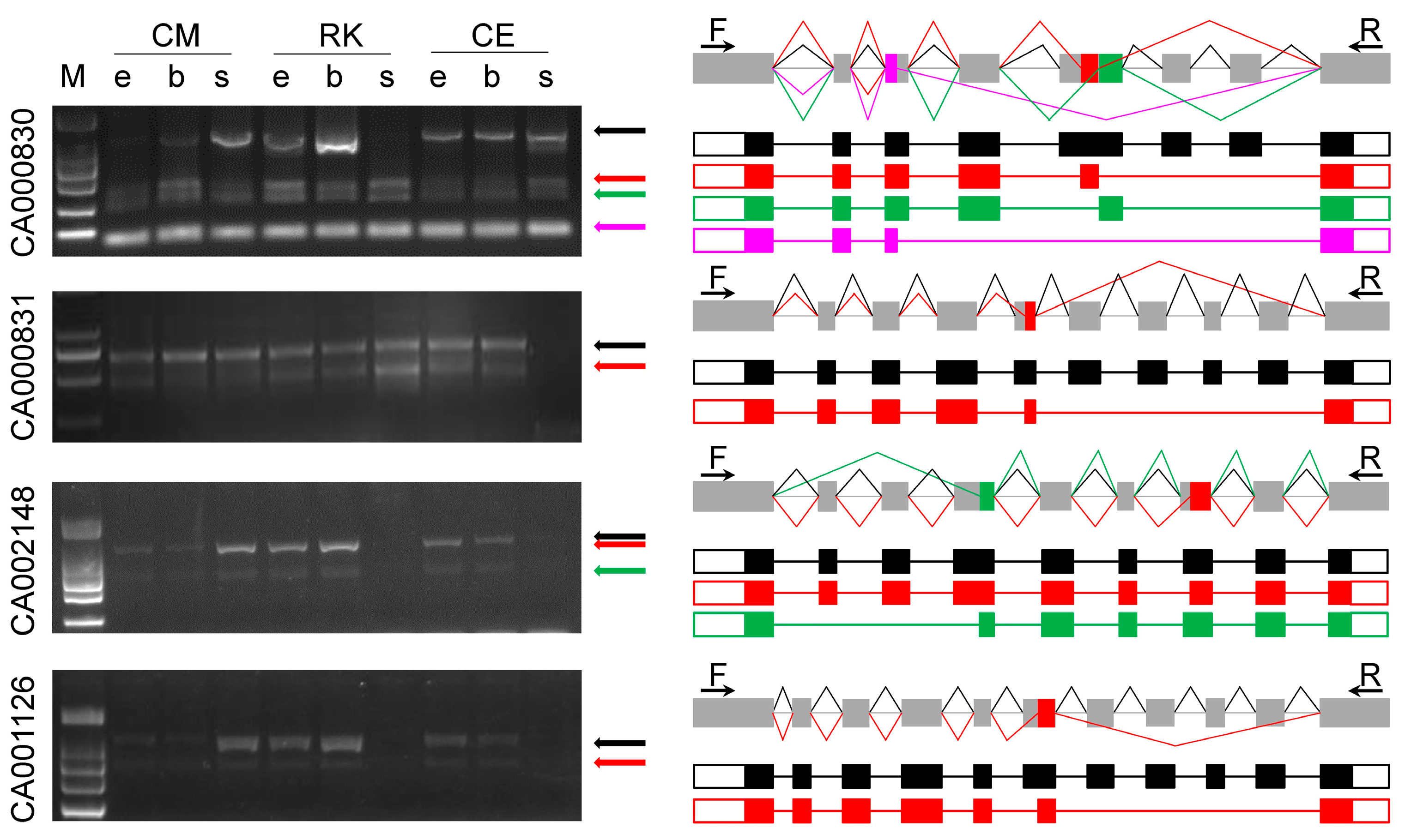 Ijms 24 02735 g003 Ijms 24 02735 g003