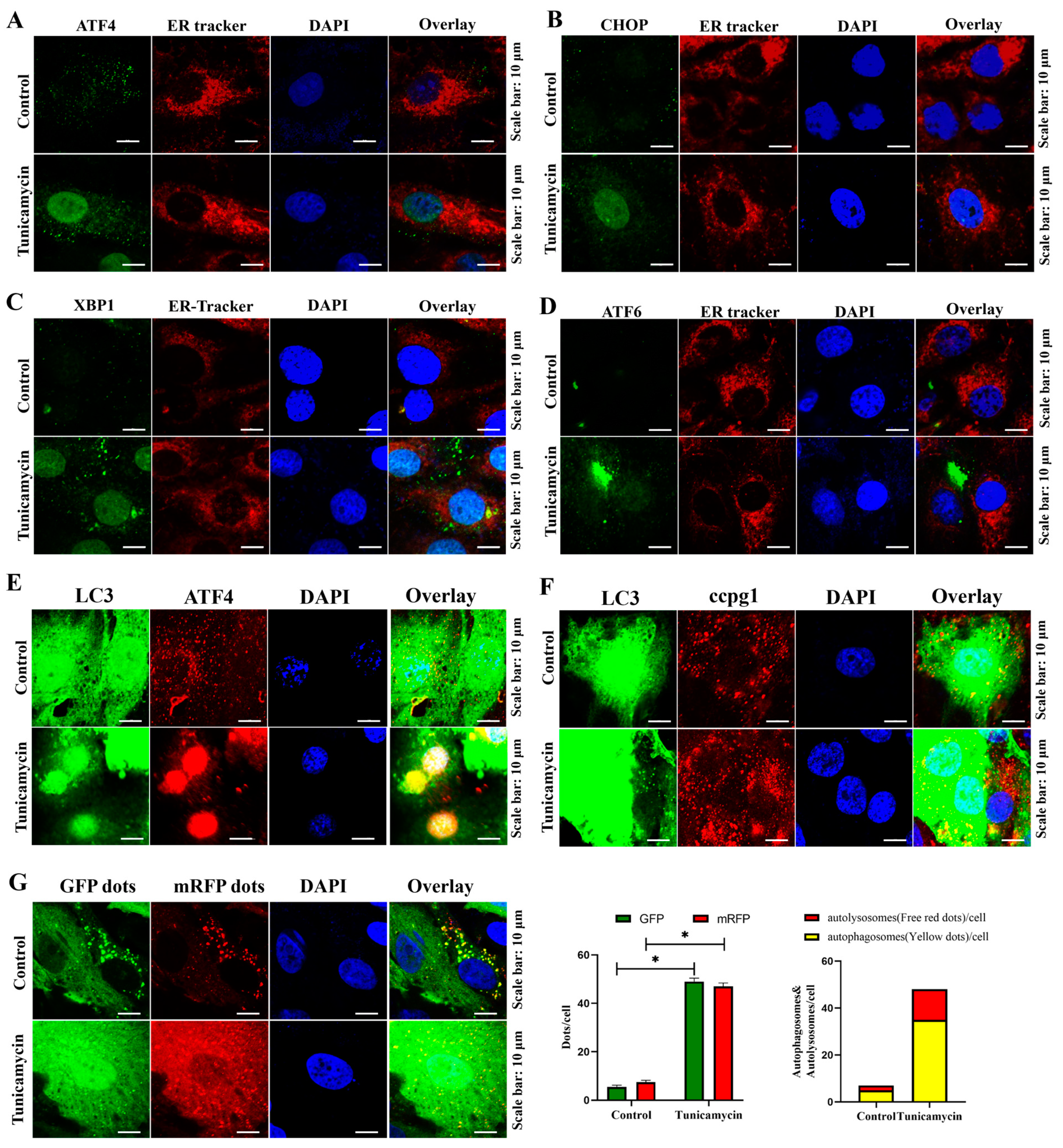 Ijms 24 02749 g003 Ijms 24 02749 g003