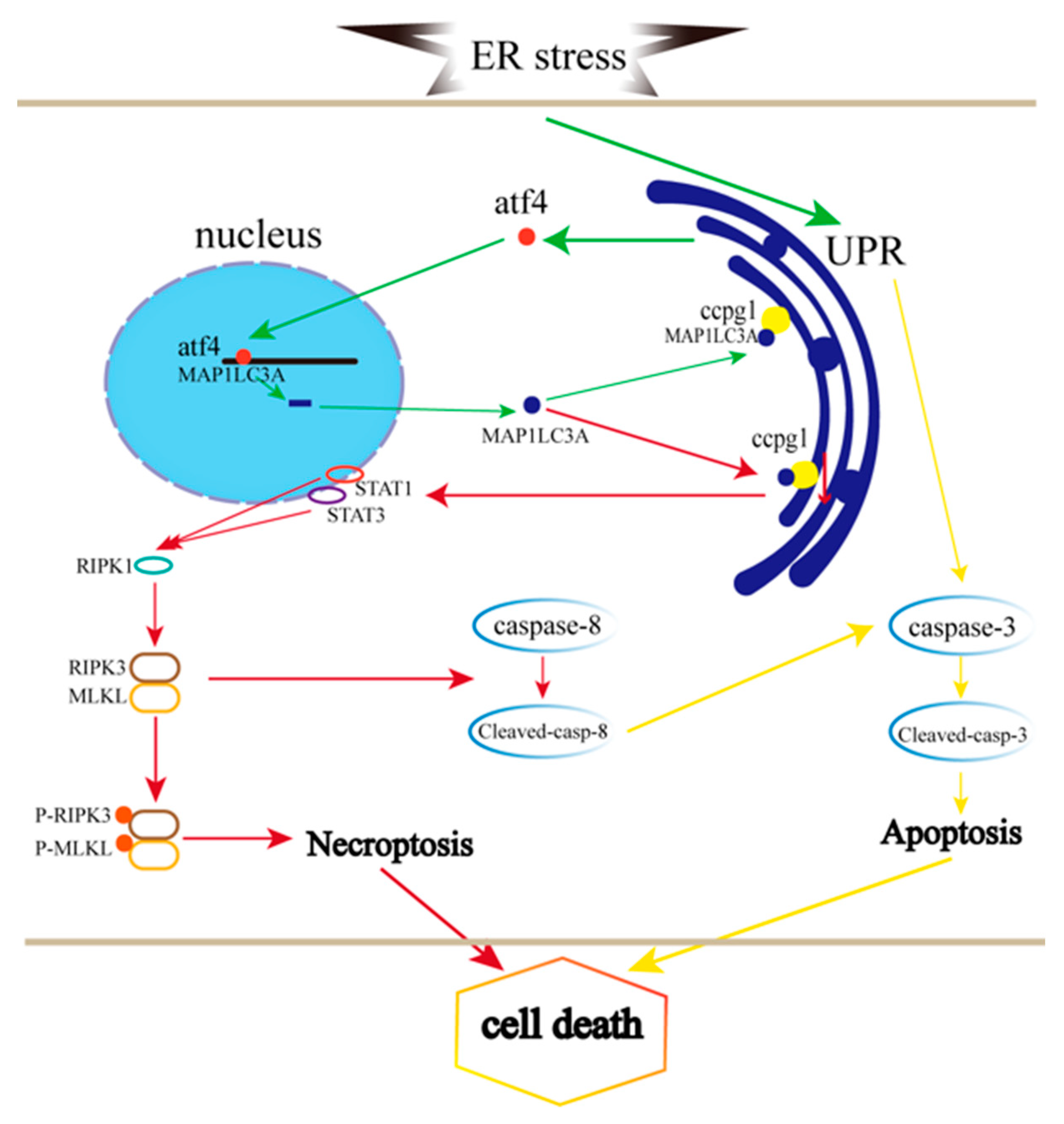 Ijms 24 02749 g007 Ijms 24 02749 g007