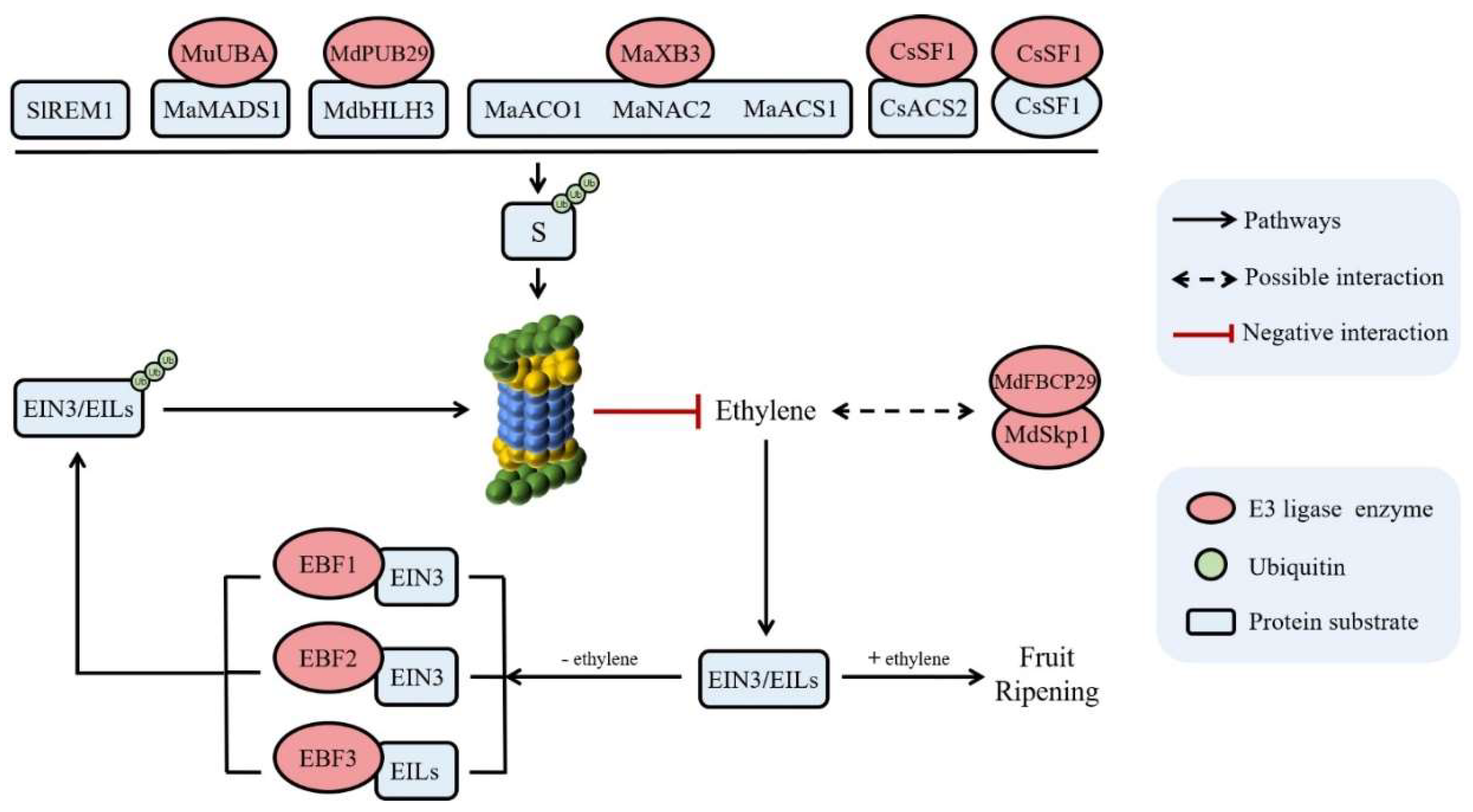 Ijms 24 02750 g002 Ijms 24 02750 g002