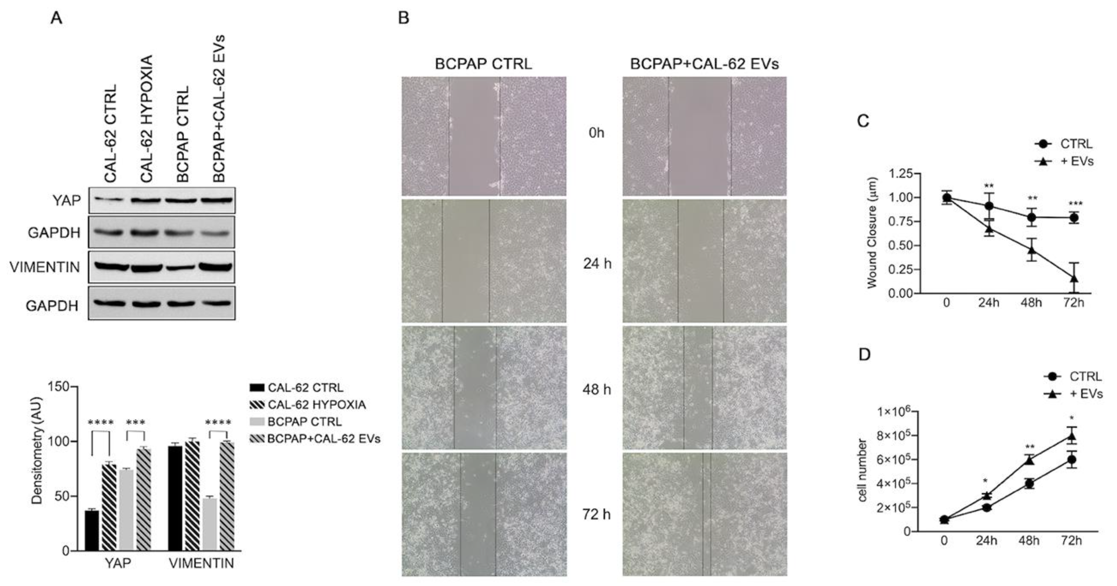 Ijms 24 02754 g004 550