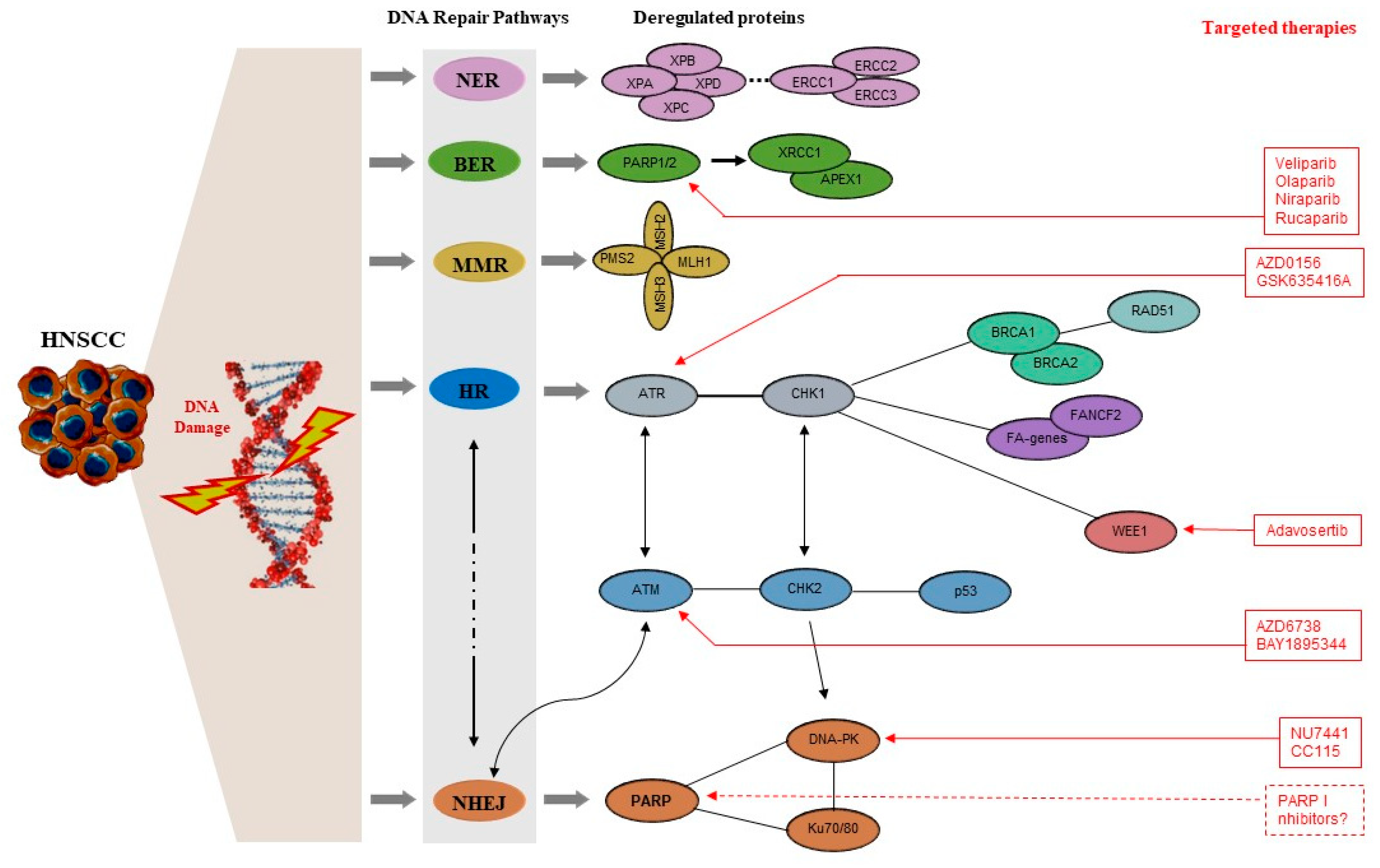 DNA Damage.