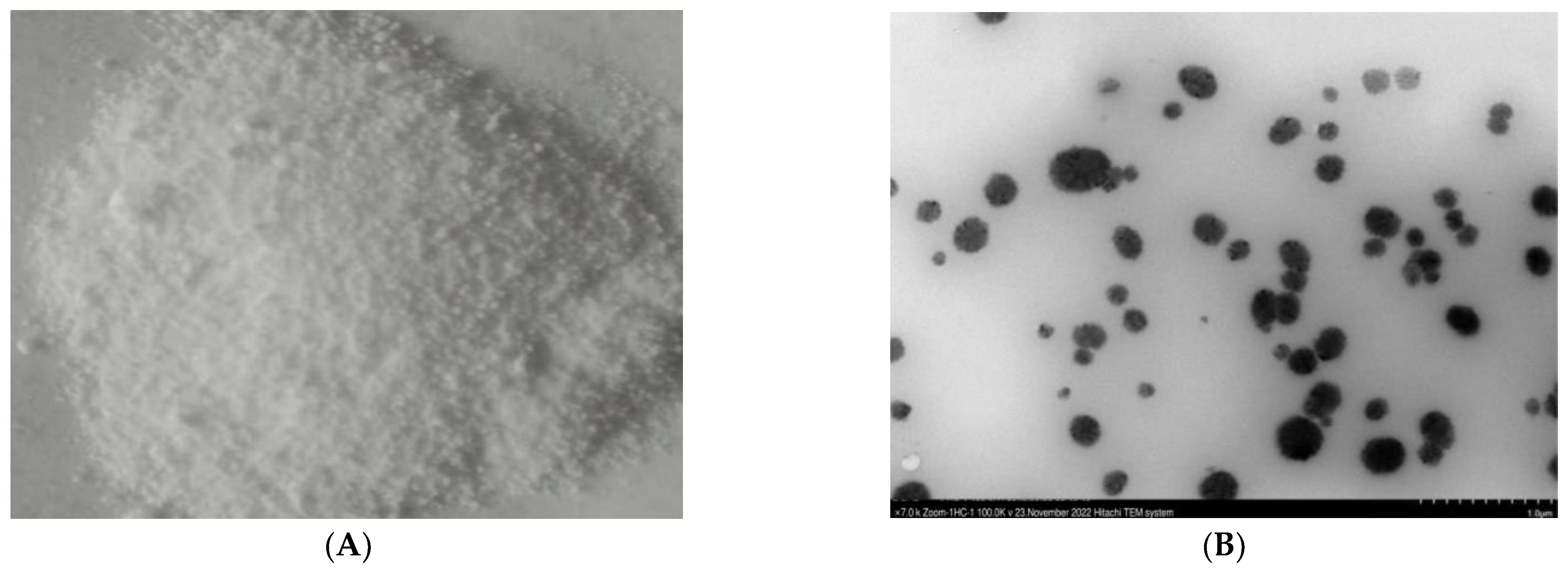 Ijms 24 02778 g002 550