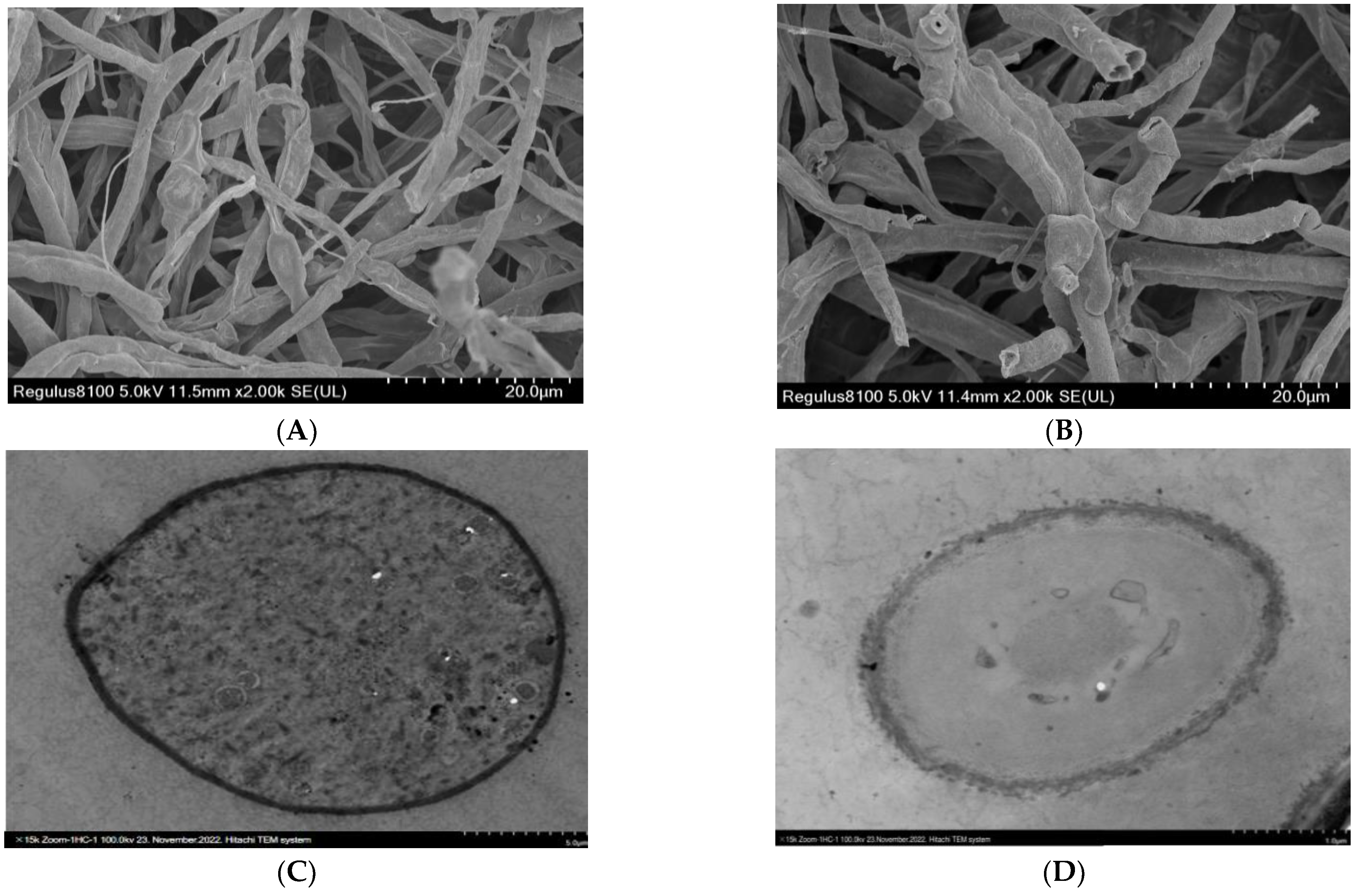 Ijms 24 02778 g007 550