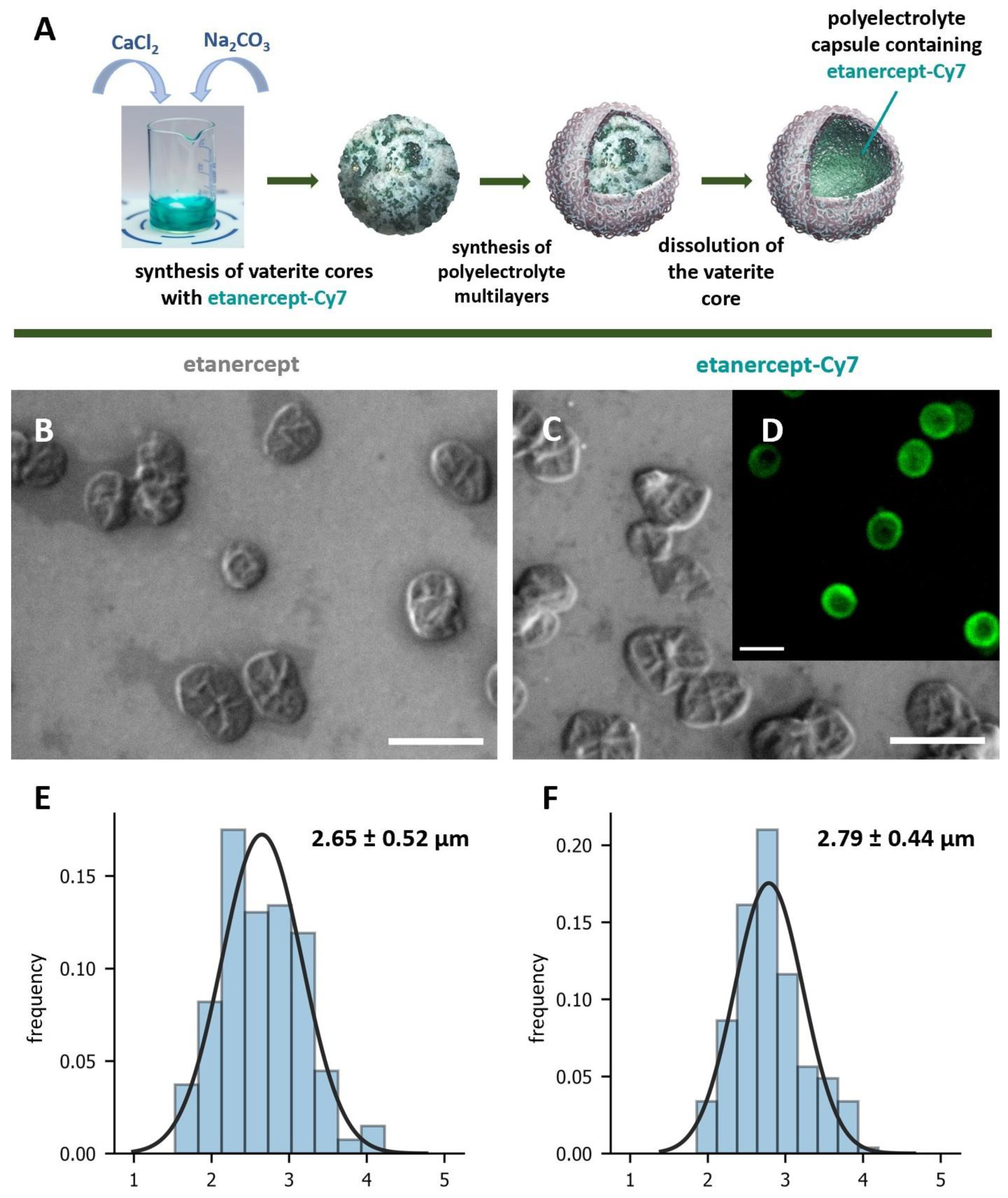 Ijms 24 02784 g001 Ijms 24 02784 g001