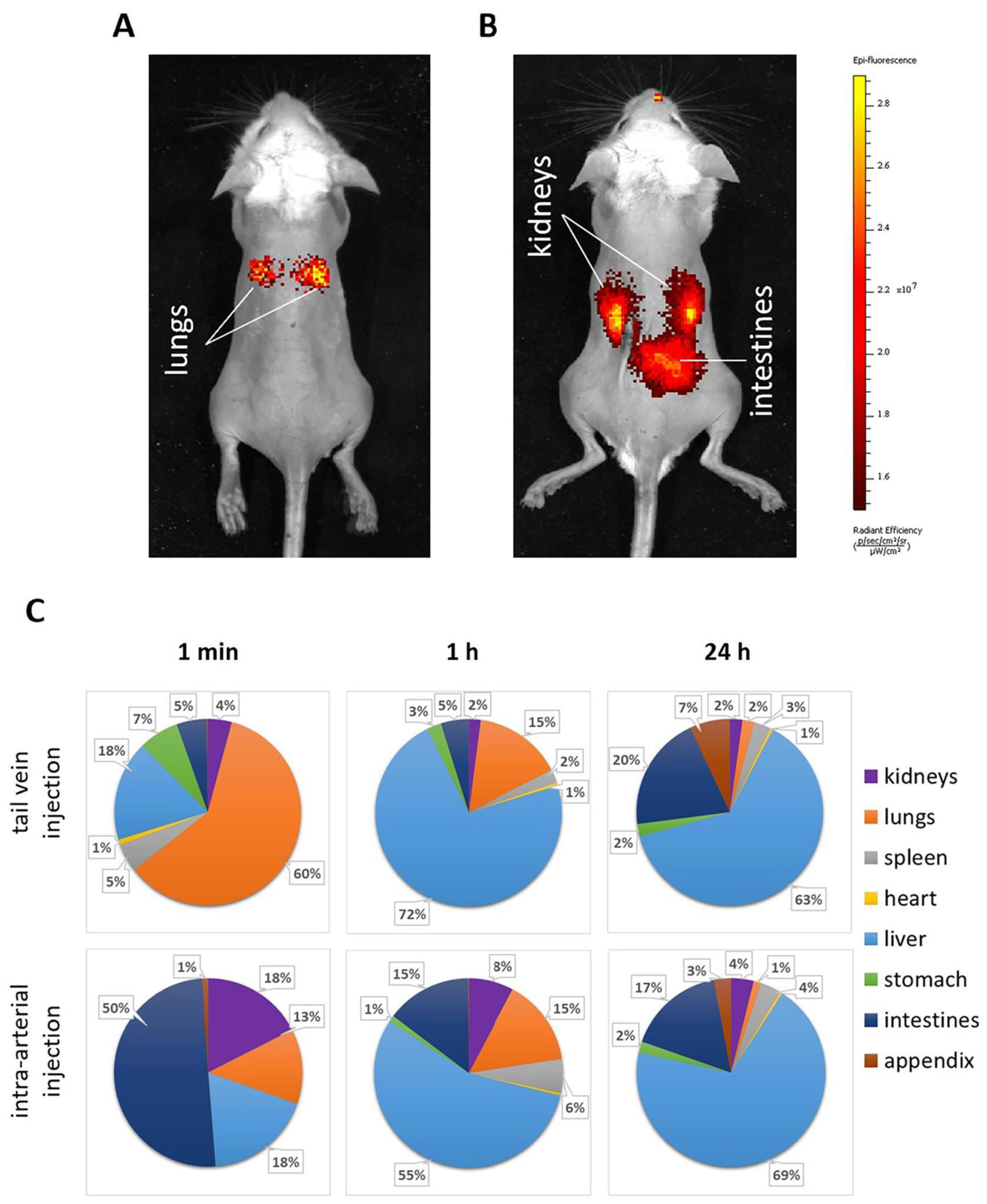 Ijms 24 02784 g003 Ijms 24 02784 g003