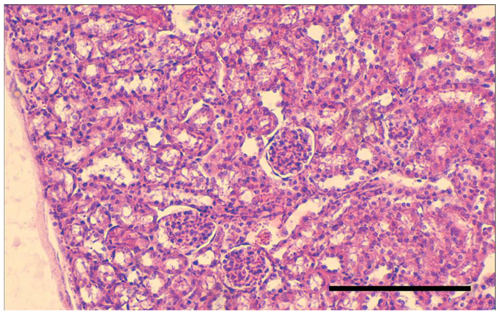 Ijms 24 02784 g0a2 Ijms 24 02784 g0a2