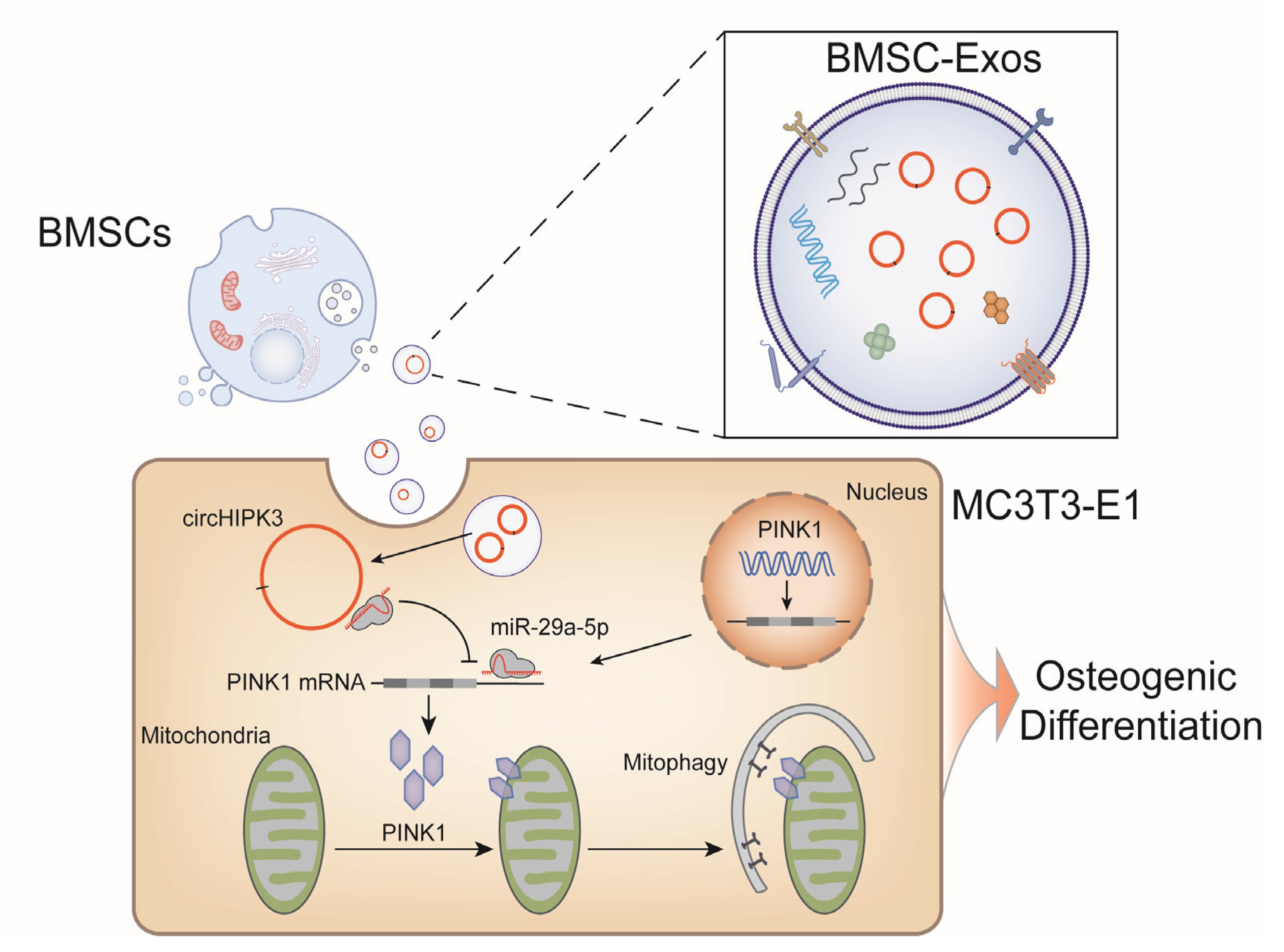 Ijms 24 02785 g007 Ijms 24 02785 g007