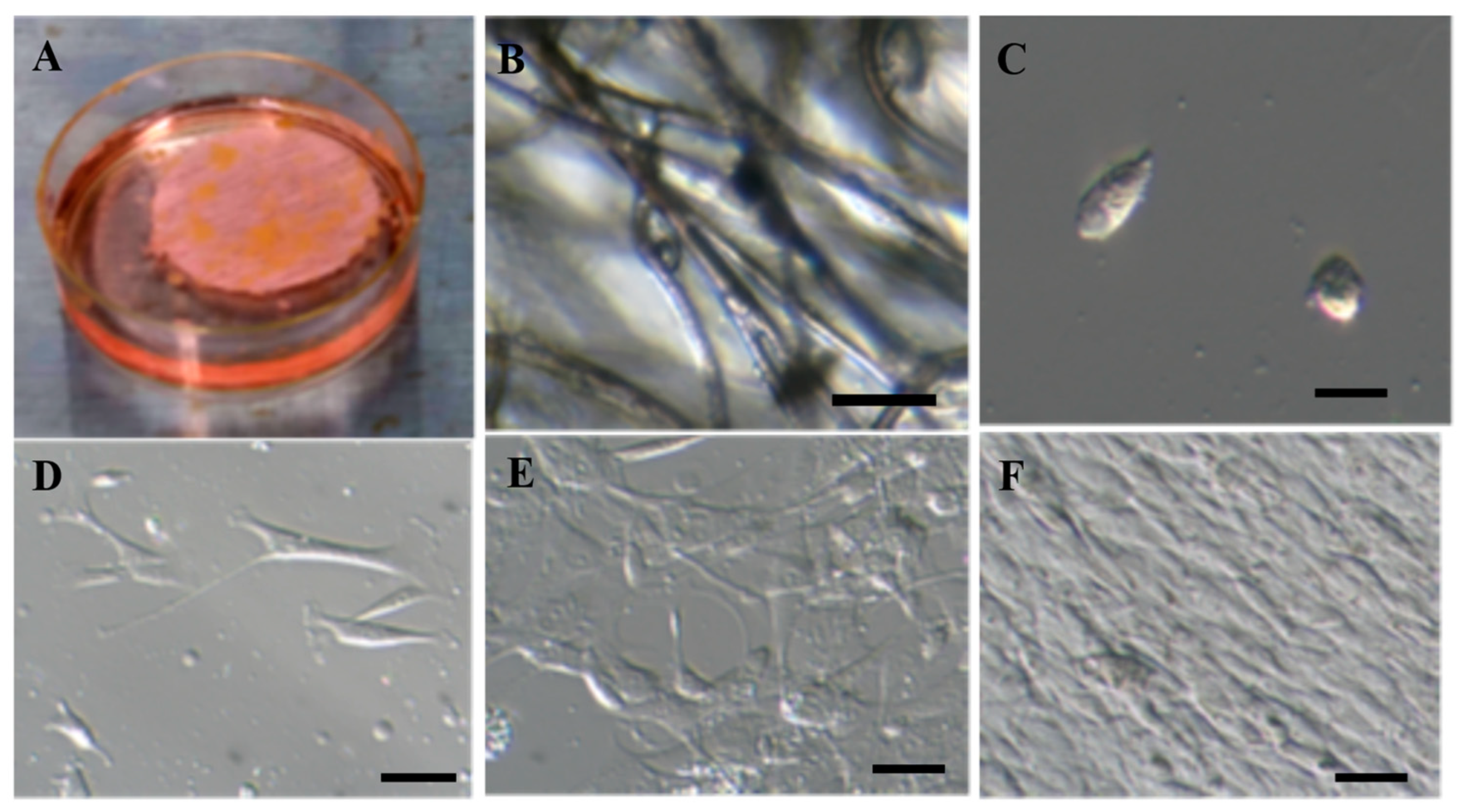 Ijms 24 02786 g001 Ijms 24 02786 g001