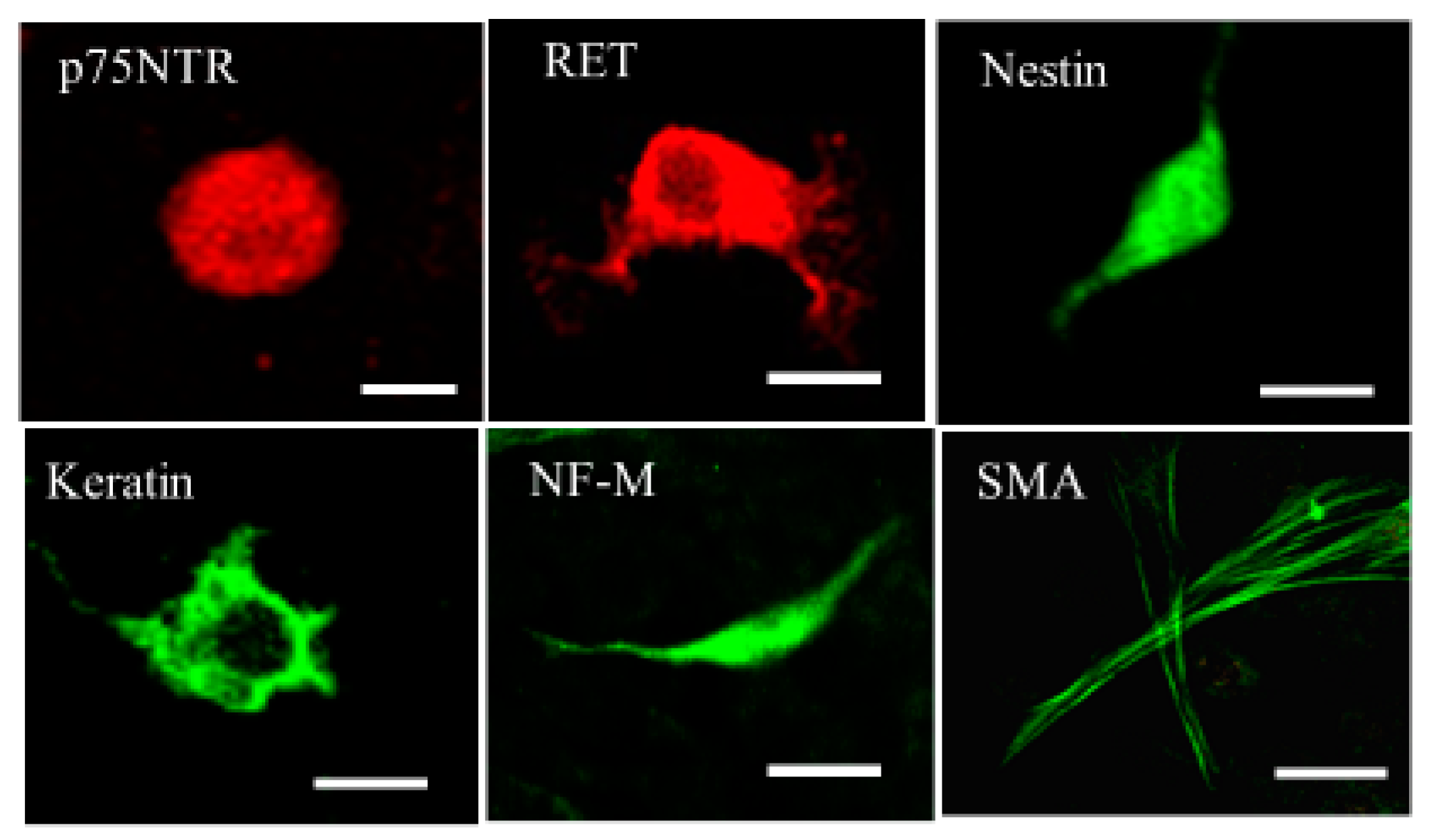 Ijms 24 02786 g003 Ijms 24 02786 g003