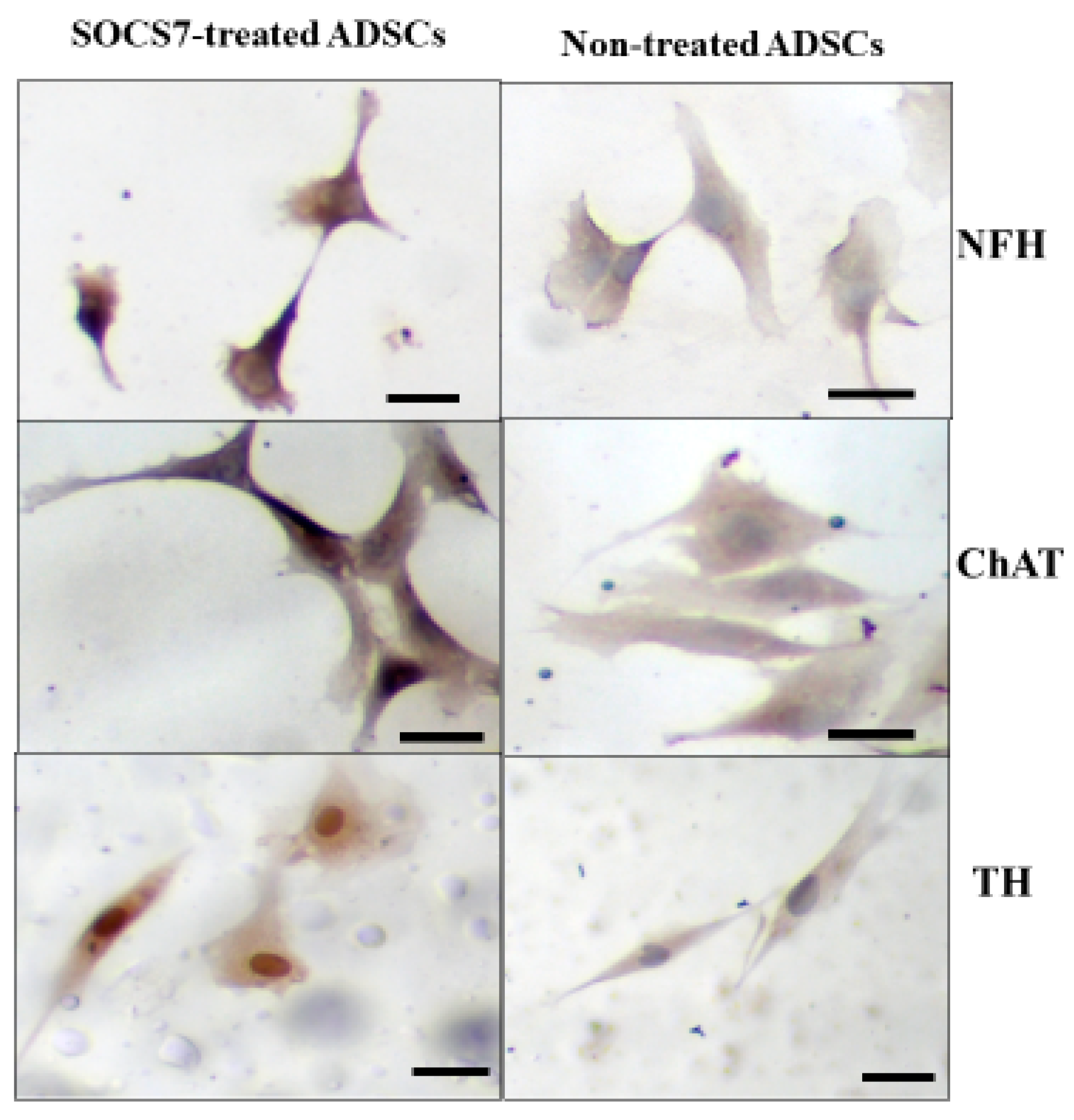 Ijms 24 02786 g004 Ijms 24 02786 g004