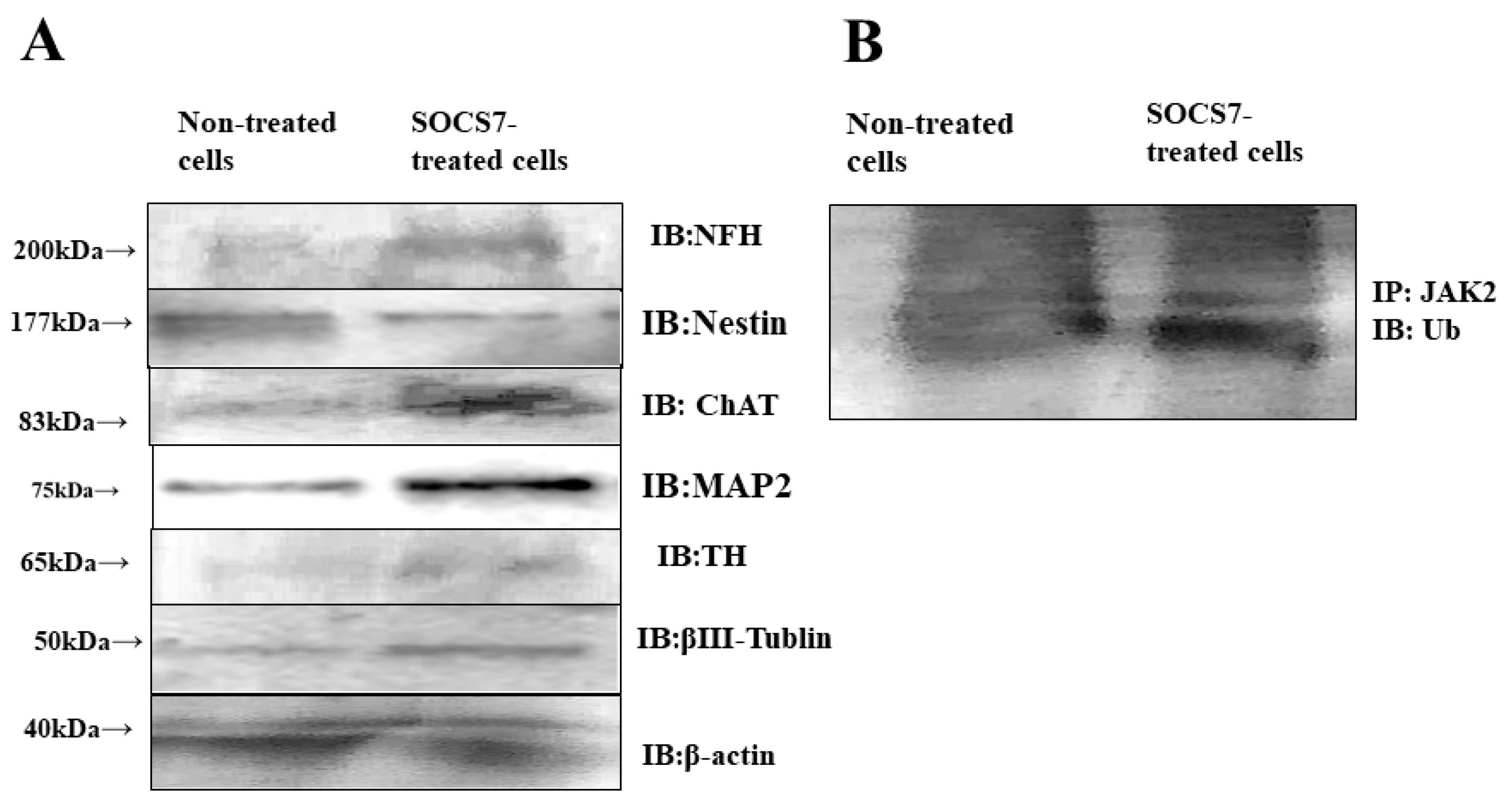 Ijms 24 02786 g005 Ijms 24 02786 g005