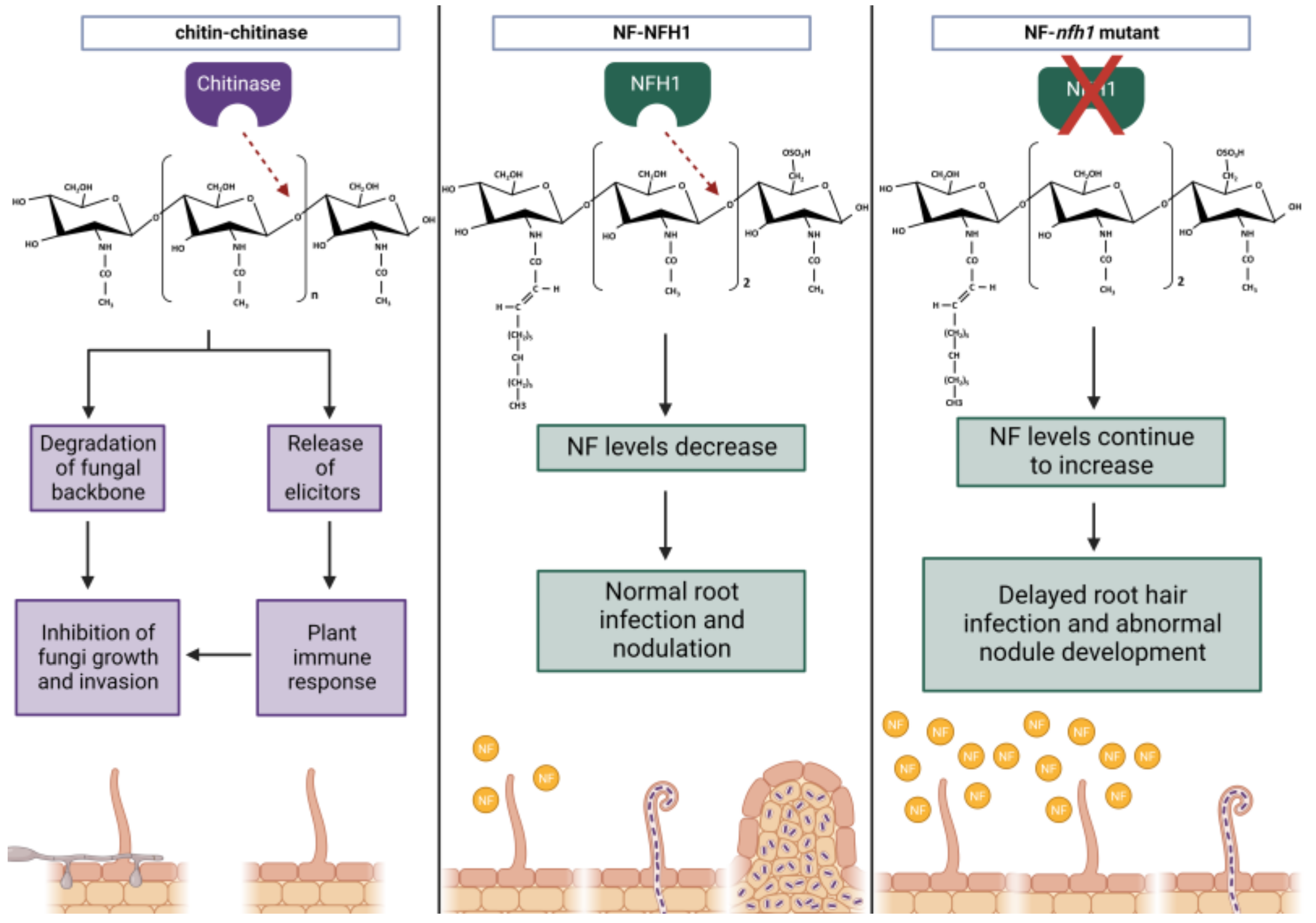 Ijms 24 02800 g002 Ijms 24 02800 g002