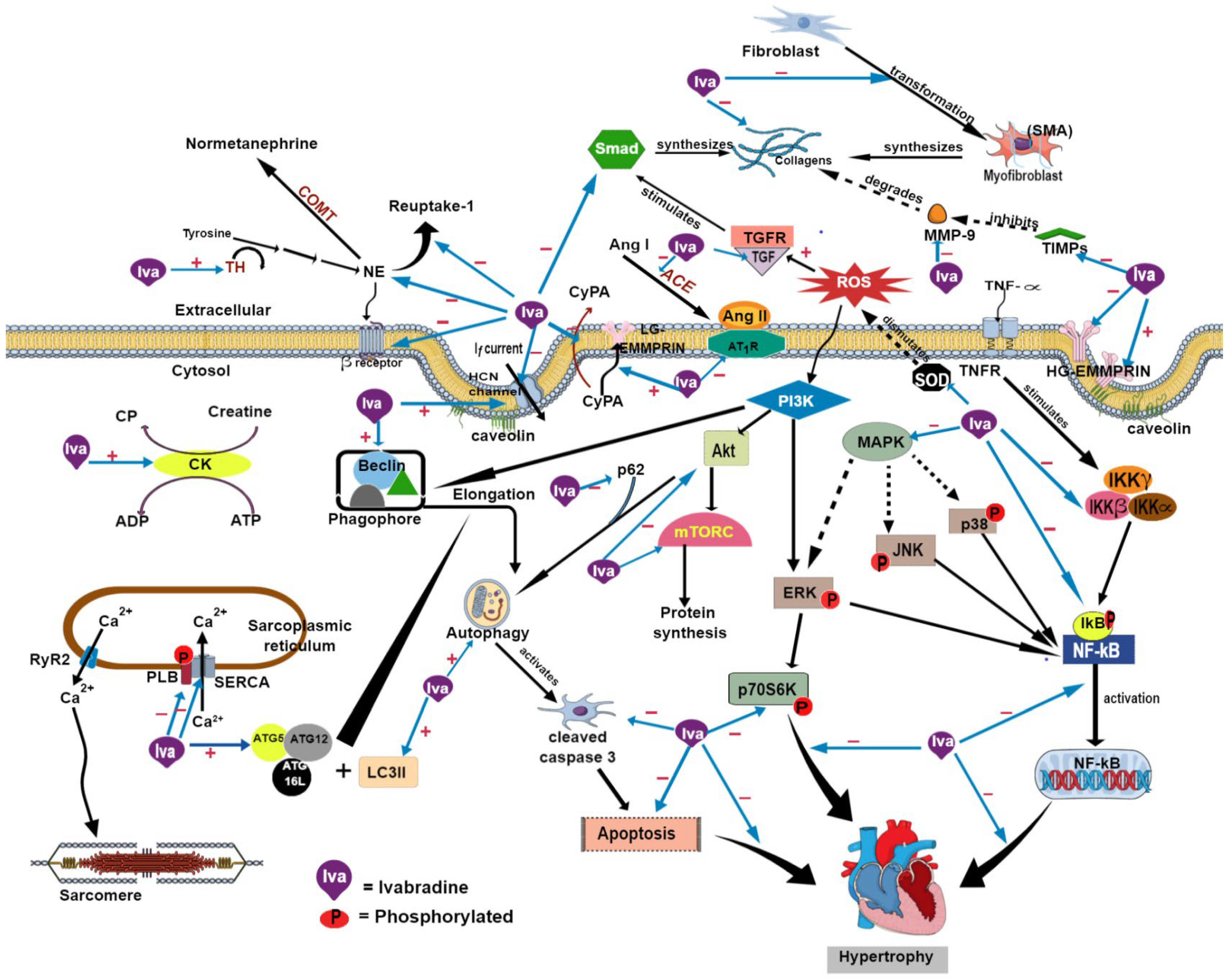 Ijms 24 02801 g002 Ijms 24 02801 g002