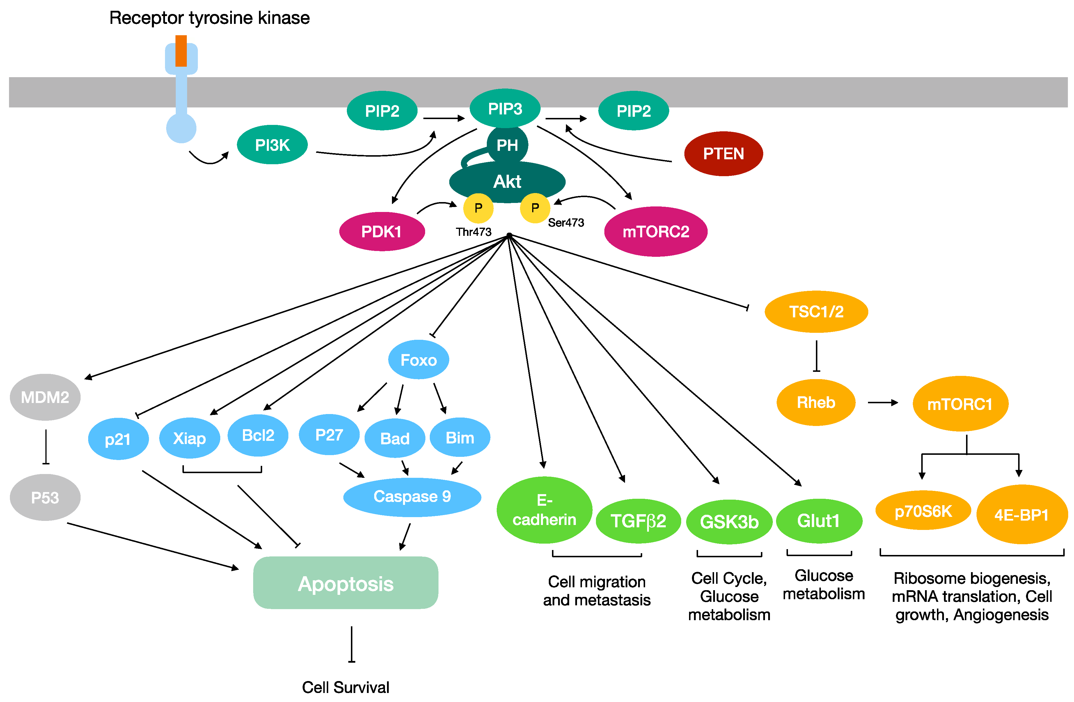 Interfering with the Ubiquitin-Mediated Regulation of Akt as a Strategy ...