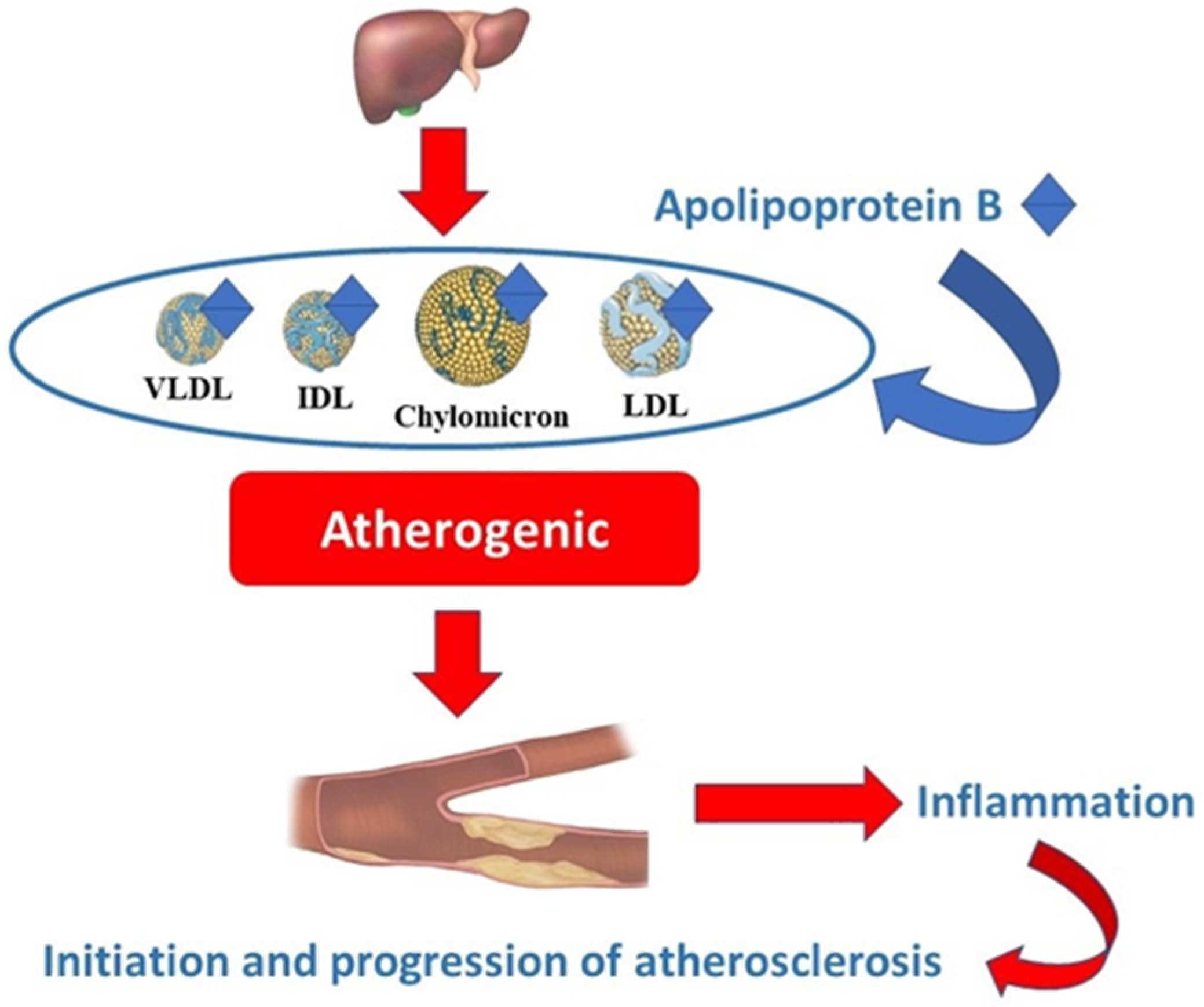 The ApoB apoA I Ratio Is A Strong Predictor Of 54 OFF