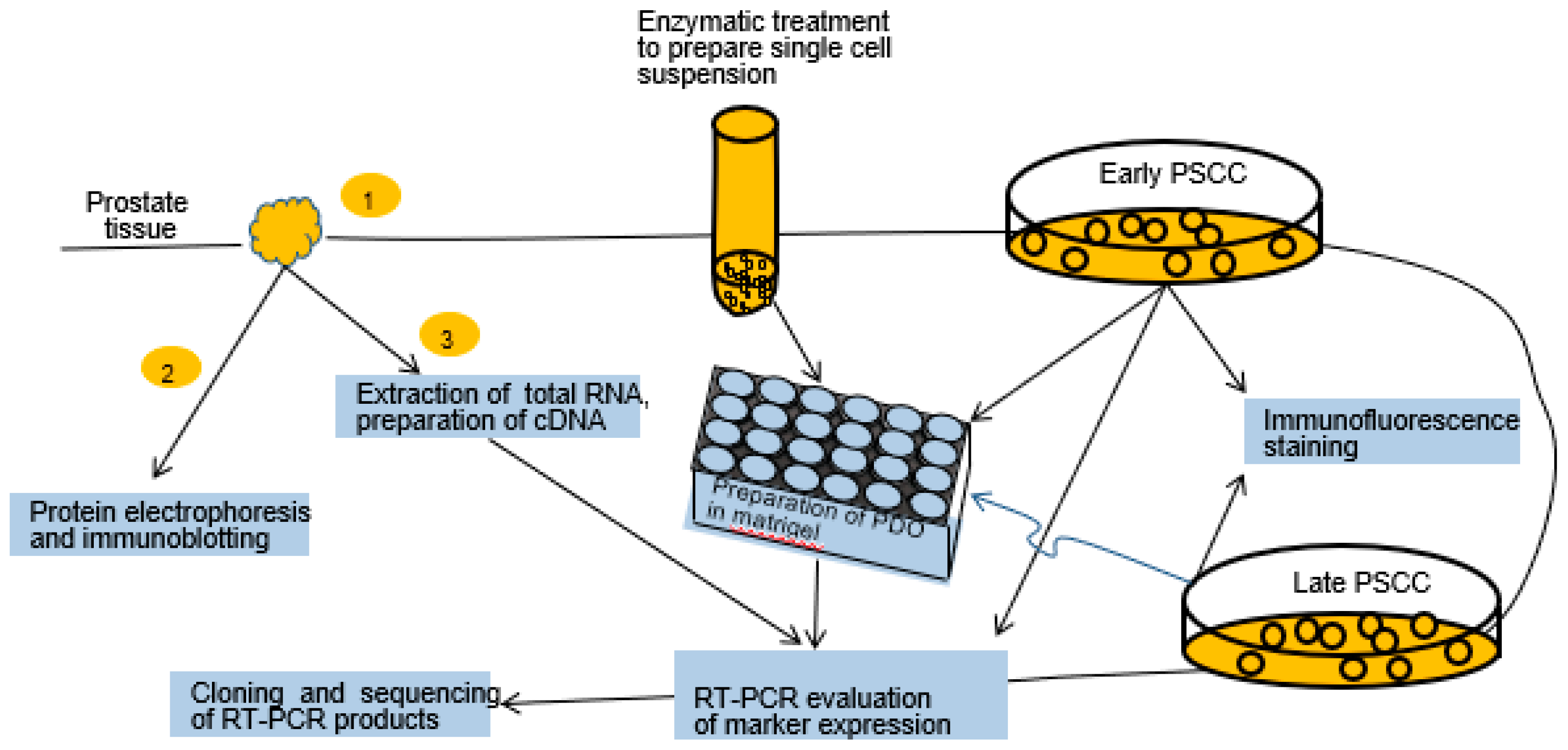 Ijms 24 02830 g001 Ijms 24 02830 g001
