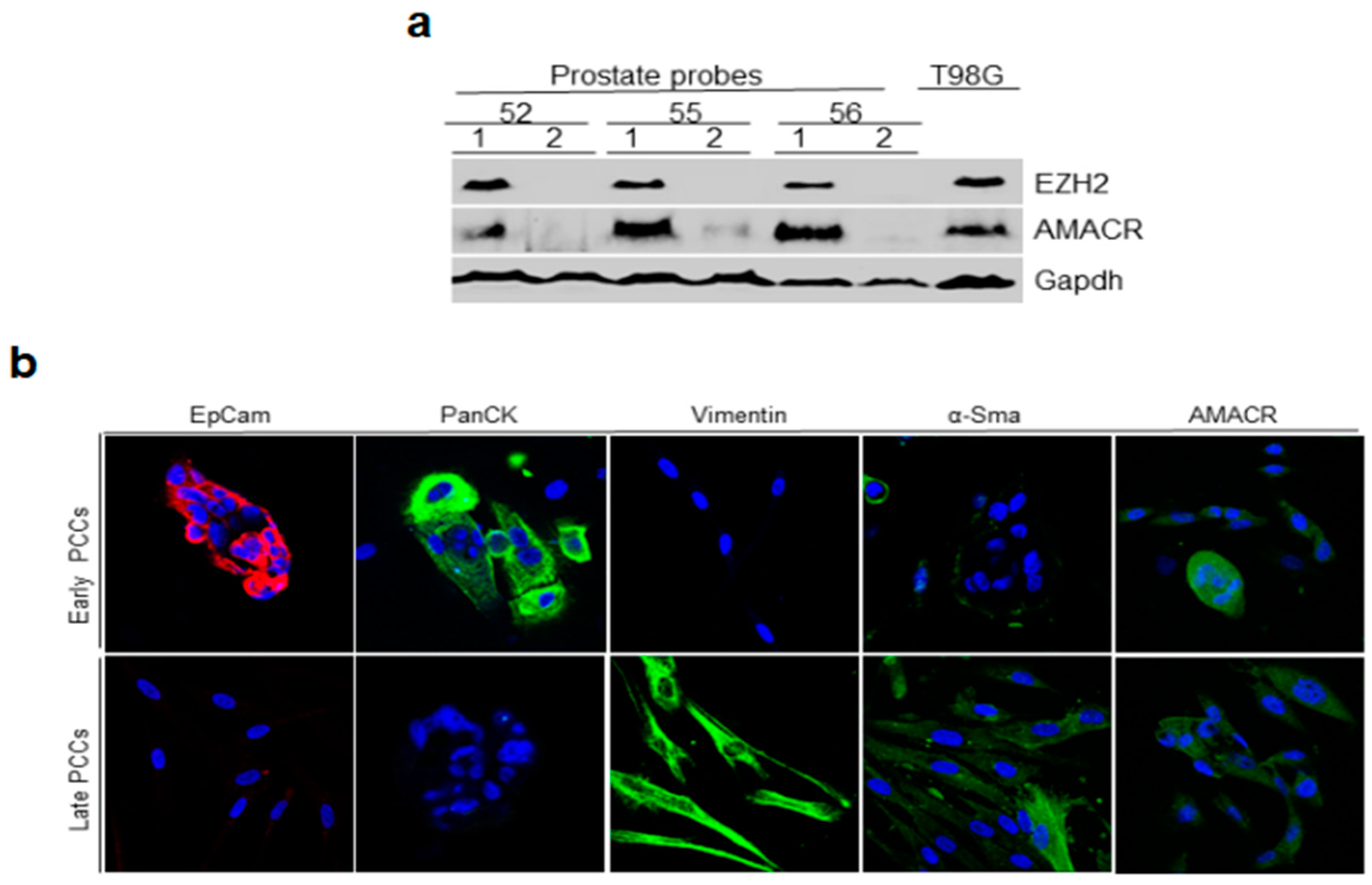 Ijms 24 02830 g002 Ijms 24 02830 g002