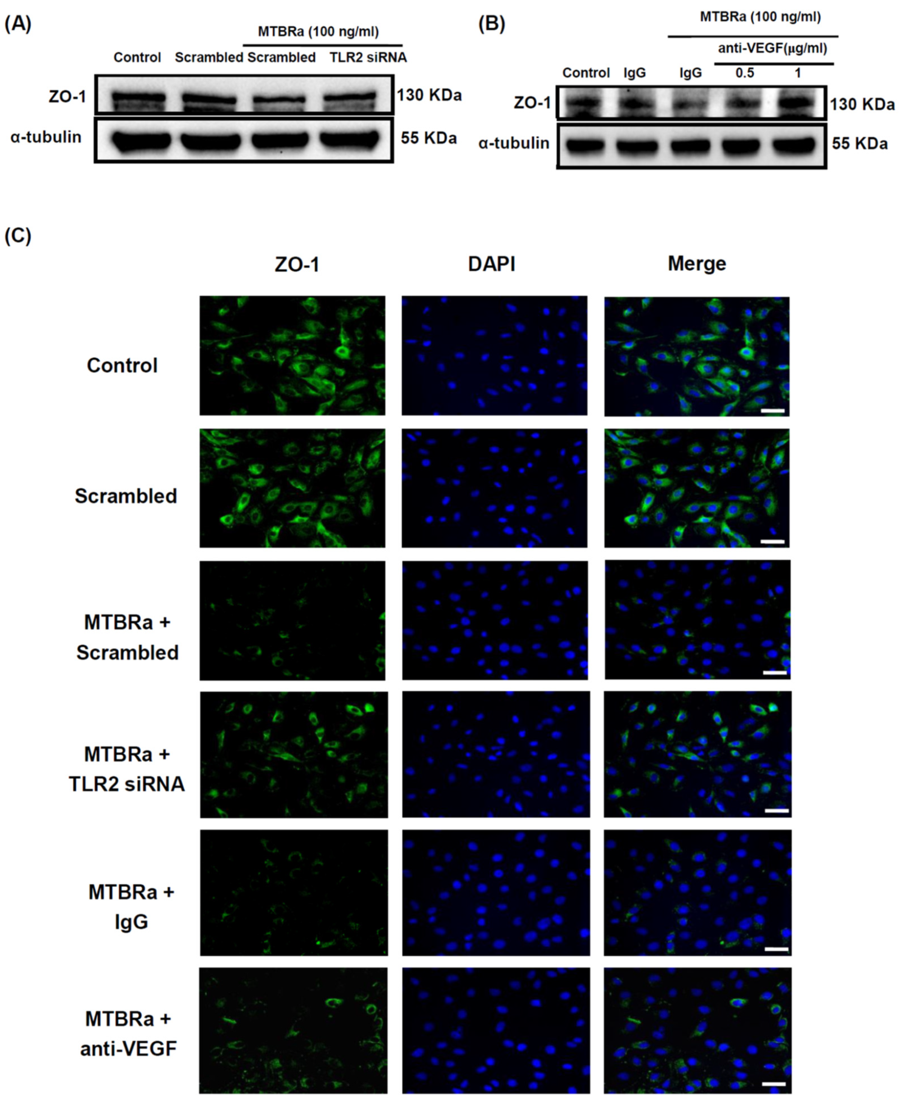 Ijms 24 02846 g007 Ijms 24 02846 g007