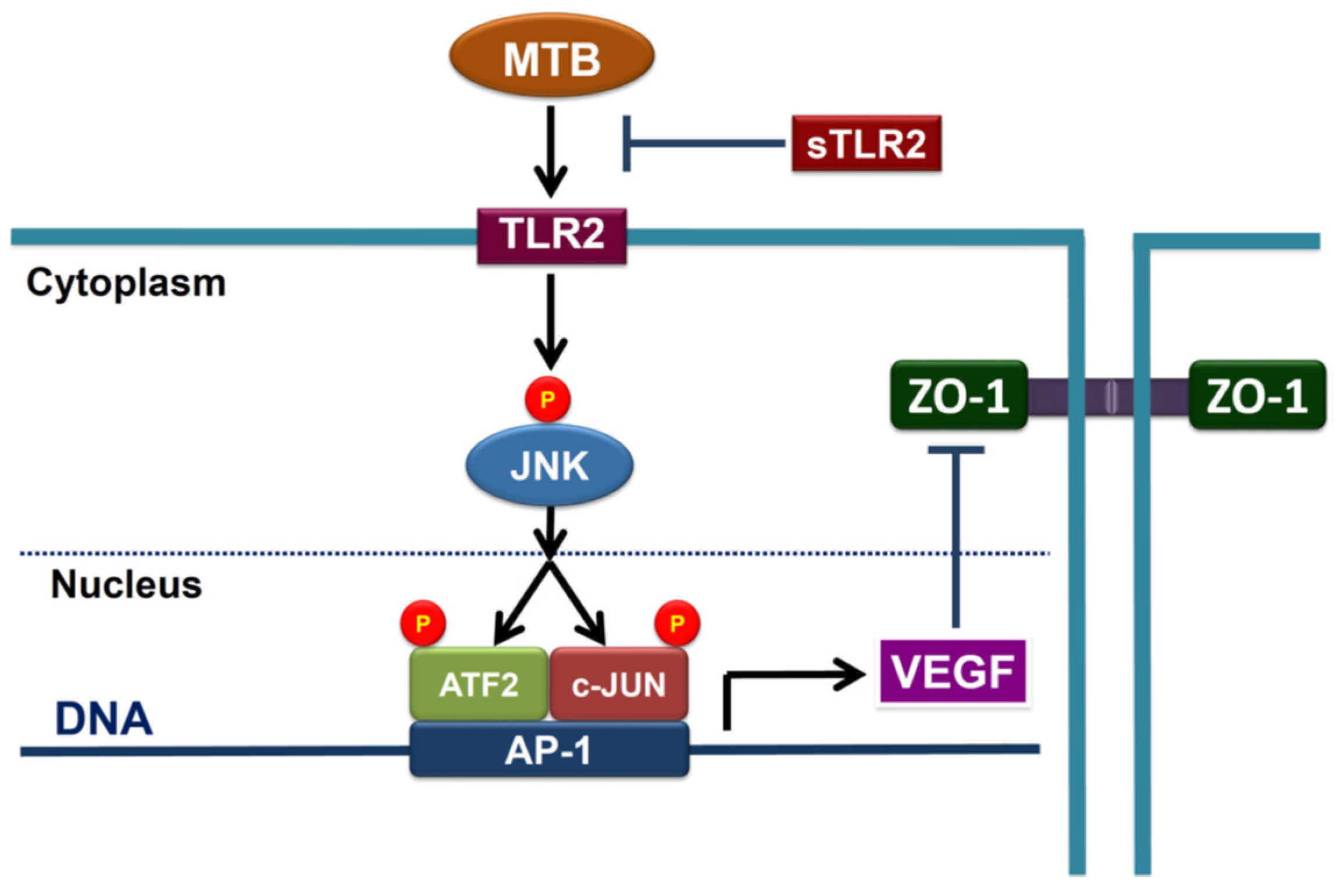 Ijms 24 02846 g009 Ijms 24 02846 g009