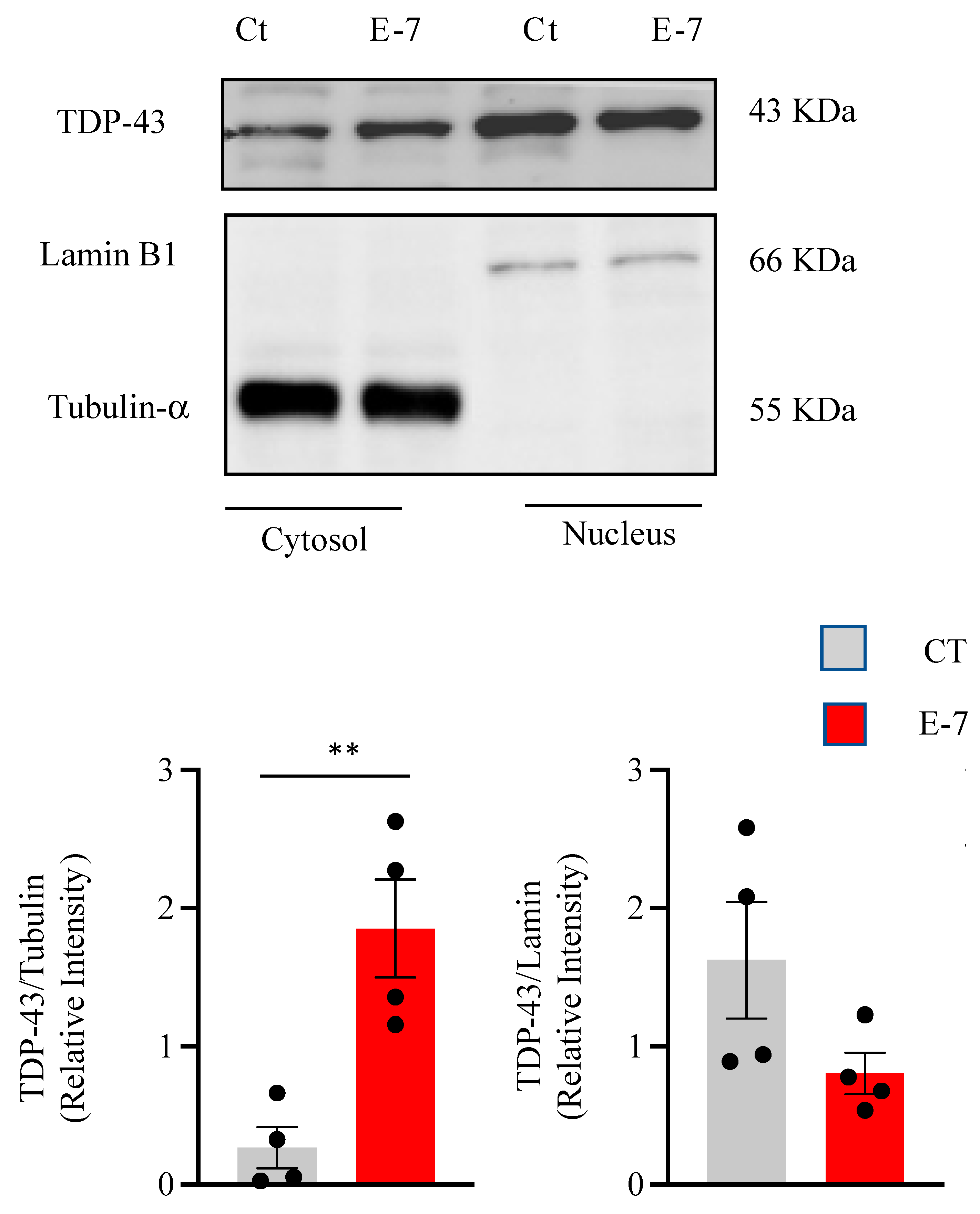 Ijms 24 02847 g004 Ijms 24 02847 g004