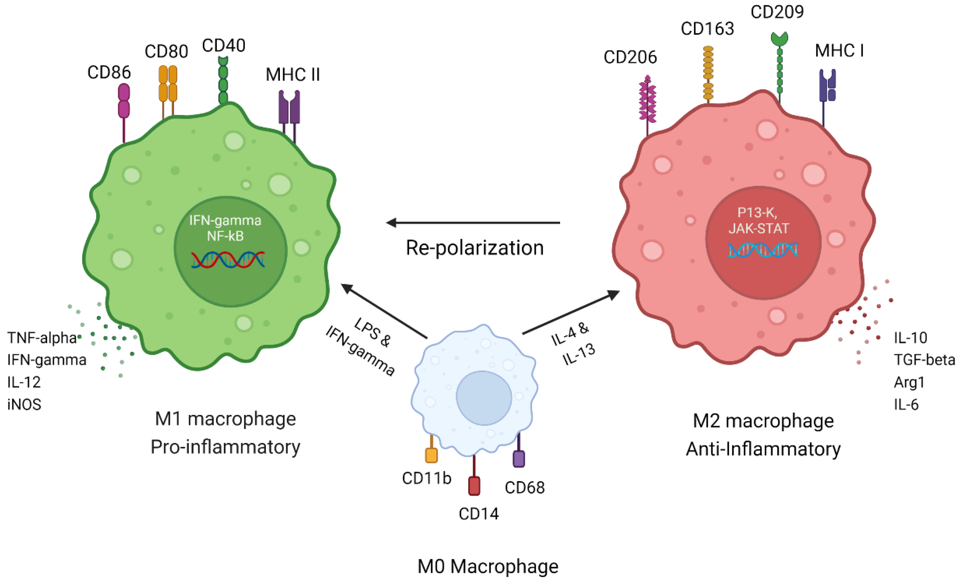 Macrophage
