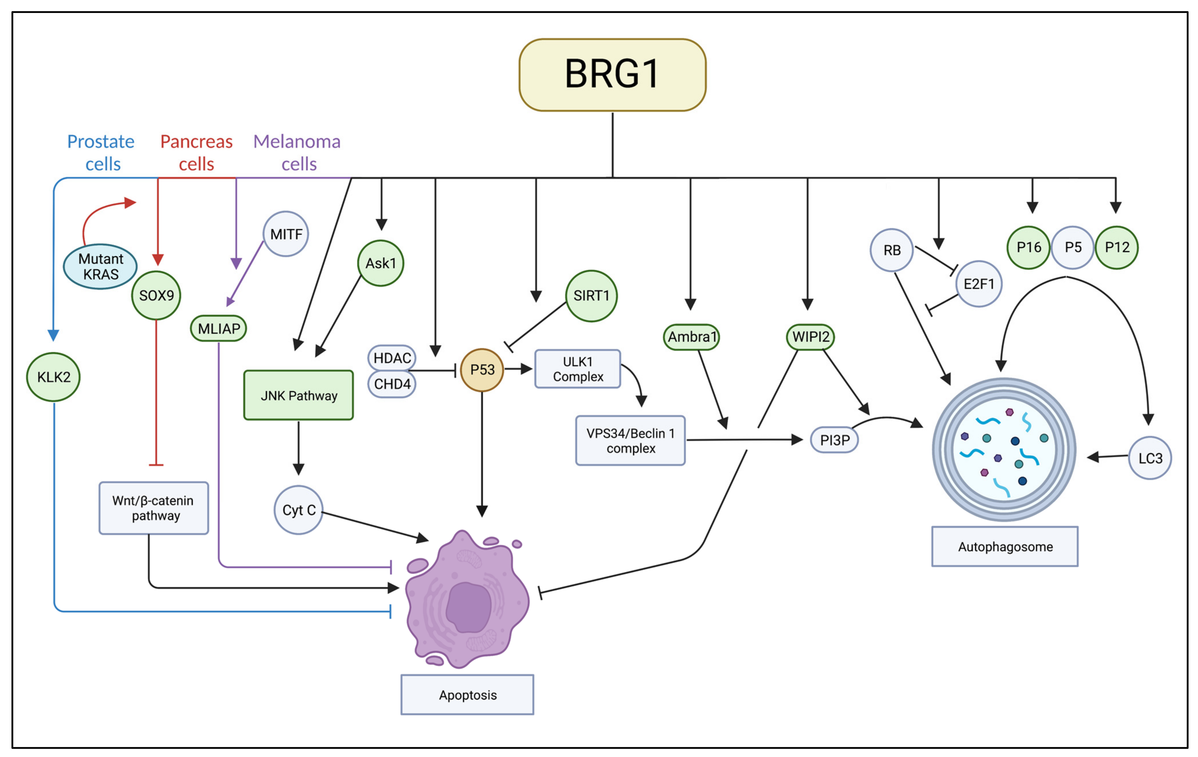 IJMS | Free Full-Text | BRG1: Promoter or Suppressor of Cancer? The ...