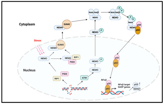 【ben】 PDF) Sex differences in the brain: Implications for