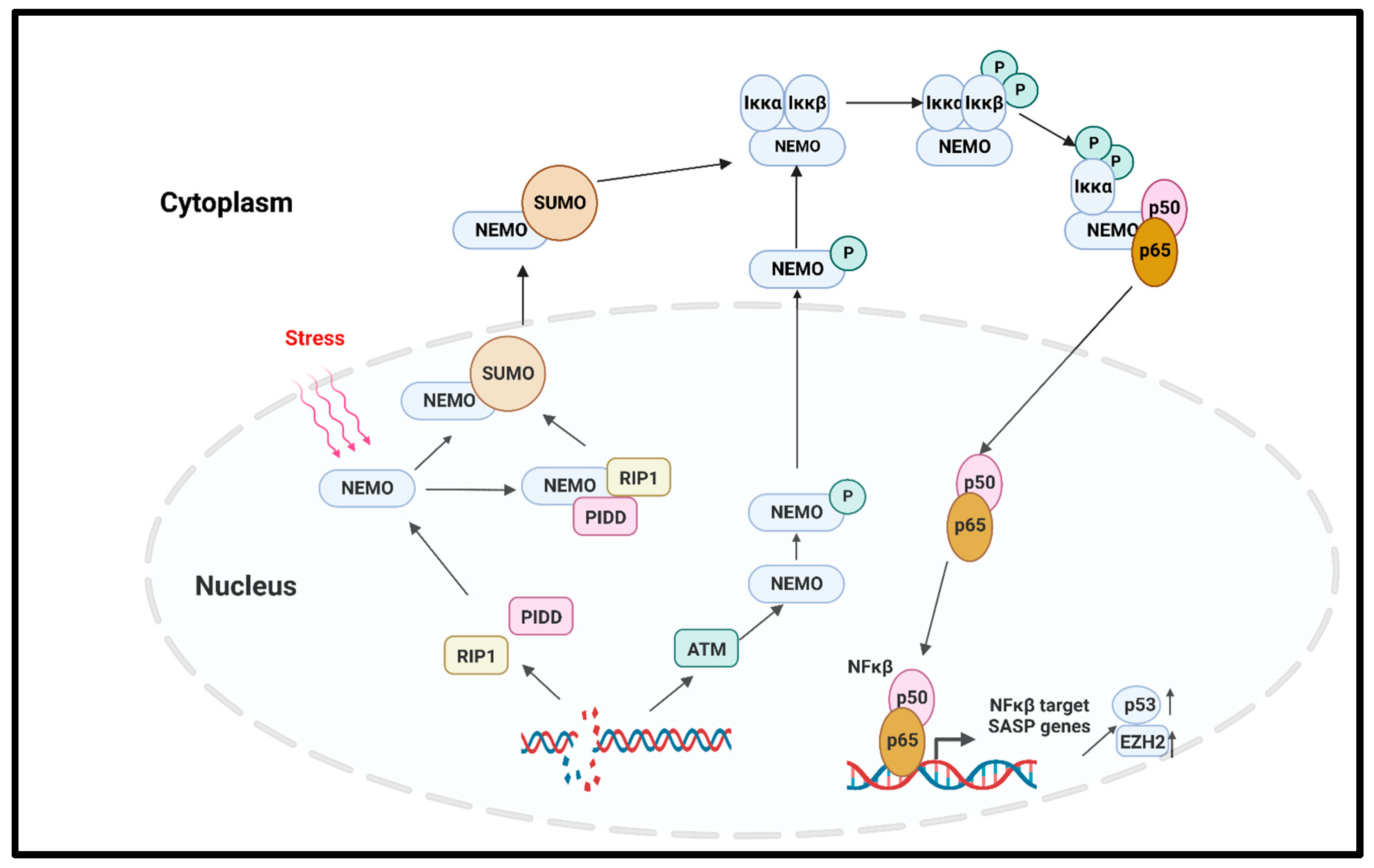 Cellular Senescence as a Brake or Accelerator ... Biology Diagrams