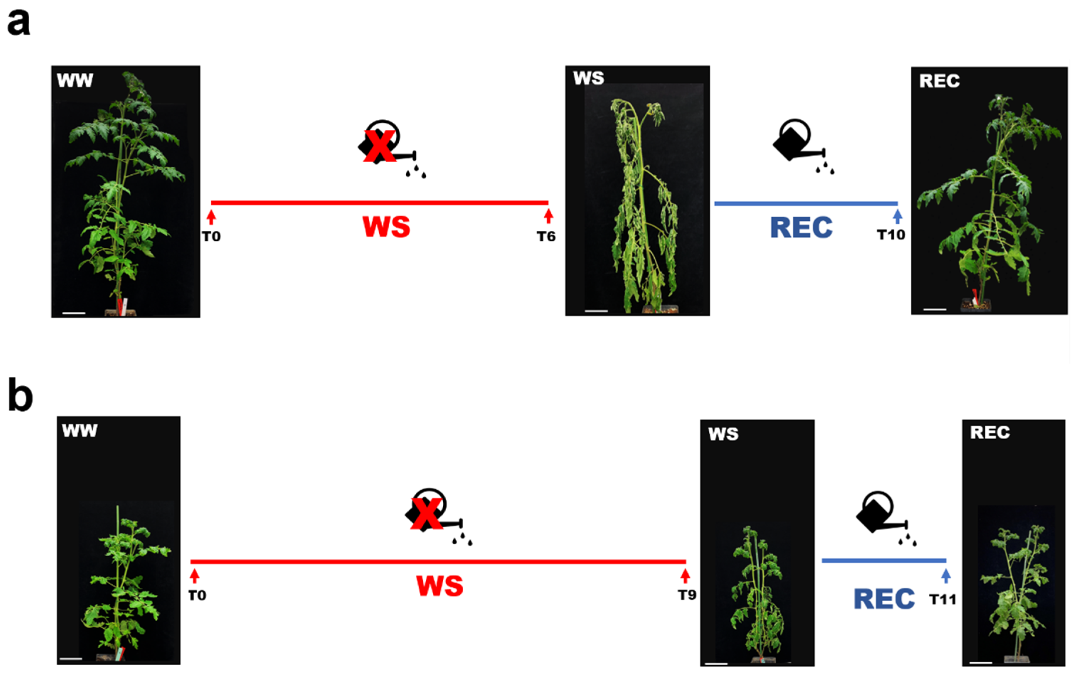 Ijms 24 02893 g002 Ijms 24 02893 g002