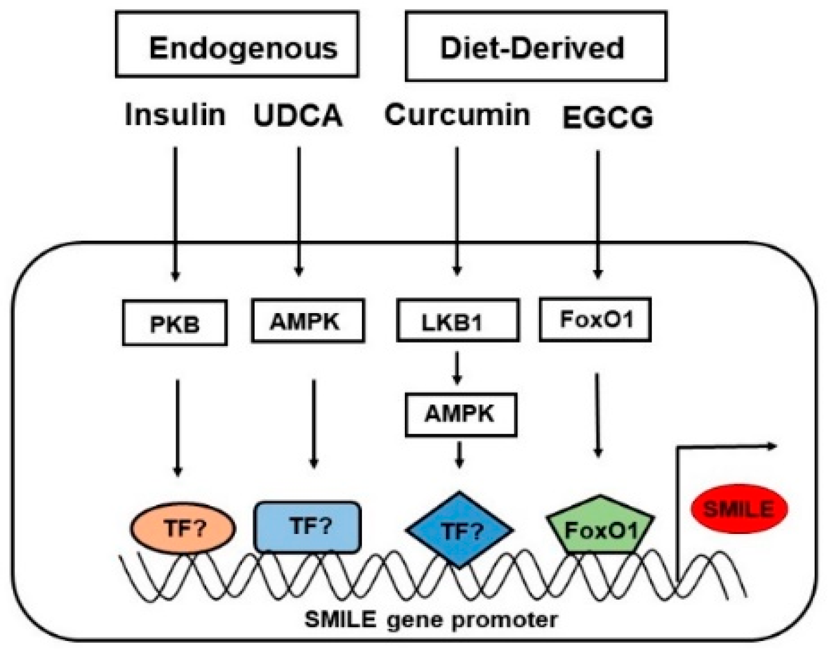 Ijms 24 02907 g003 Ijms 24 02907 g003