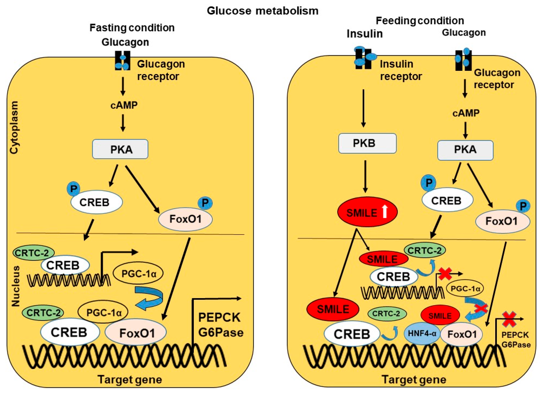 Ijms 24 02907 g004 Ijms 24 02907 g004