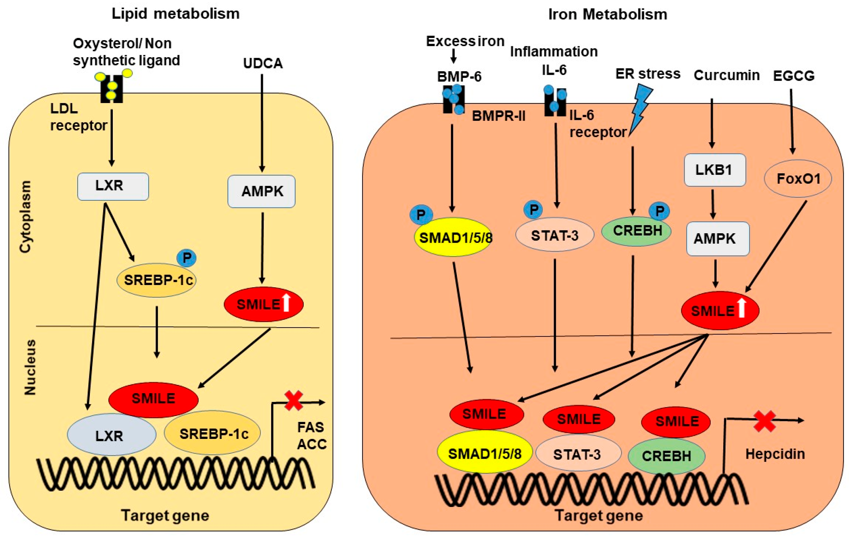 Ijms 24 02907 g005 Ijms 24 02907 g005