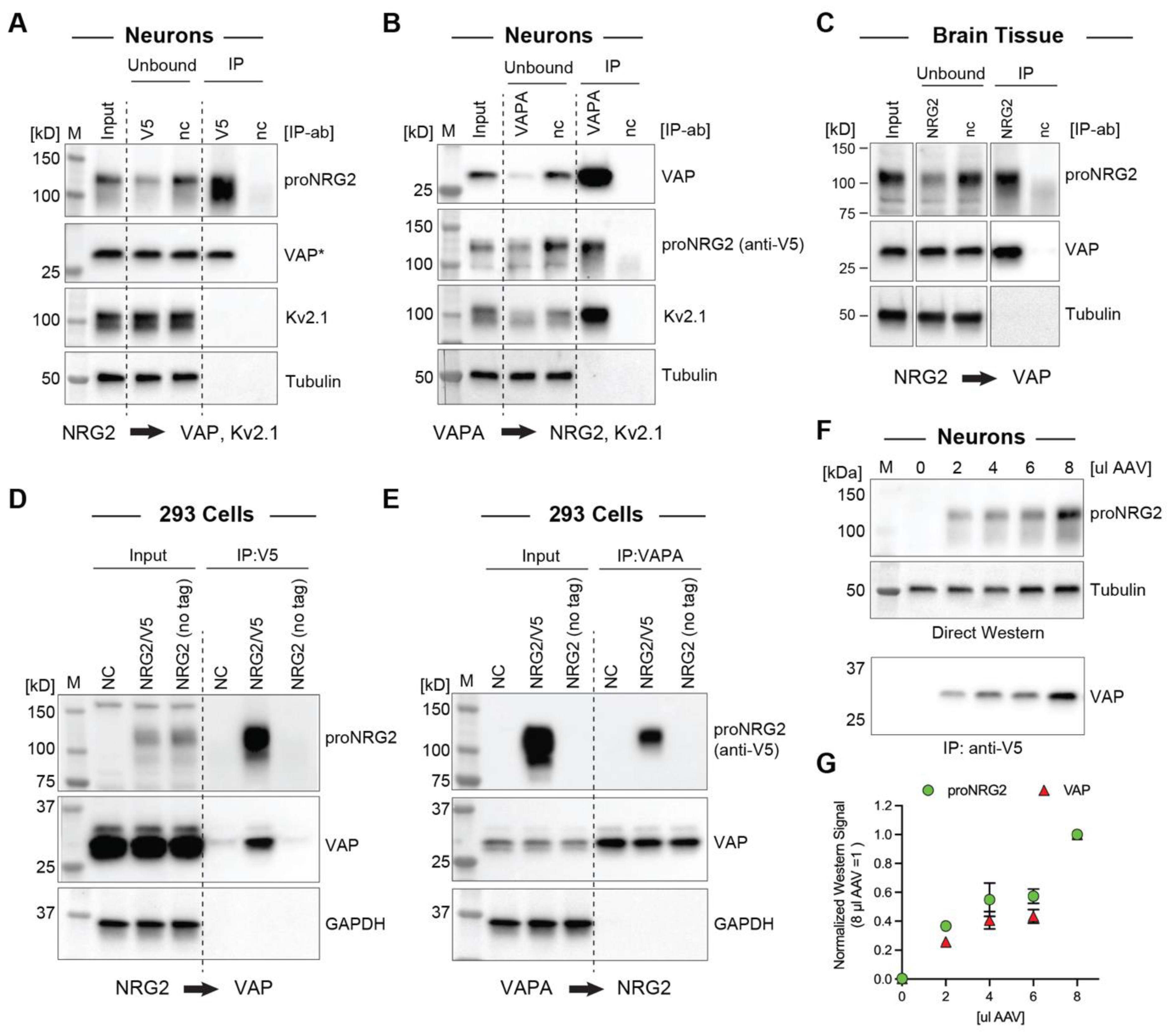 Ijms 24 02908 g002 Ijms 24 02908 g002